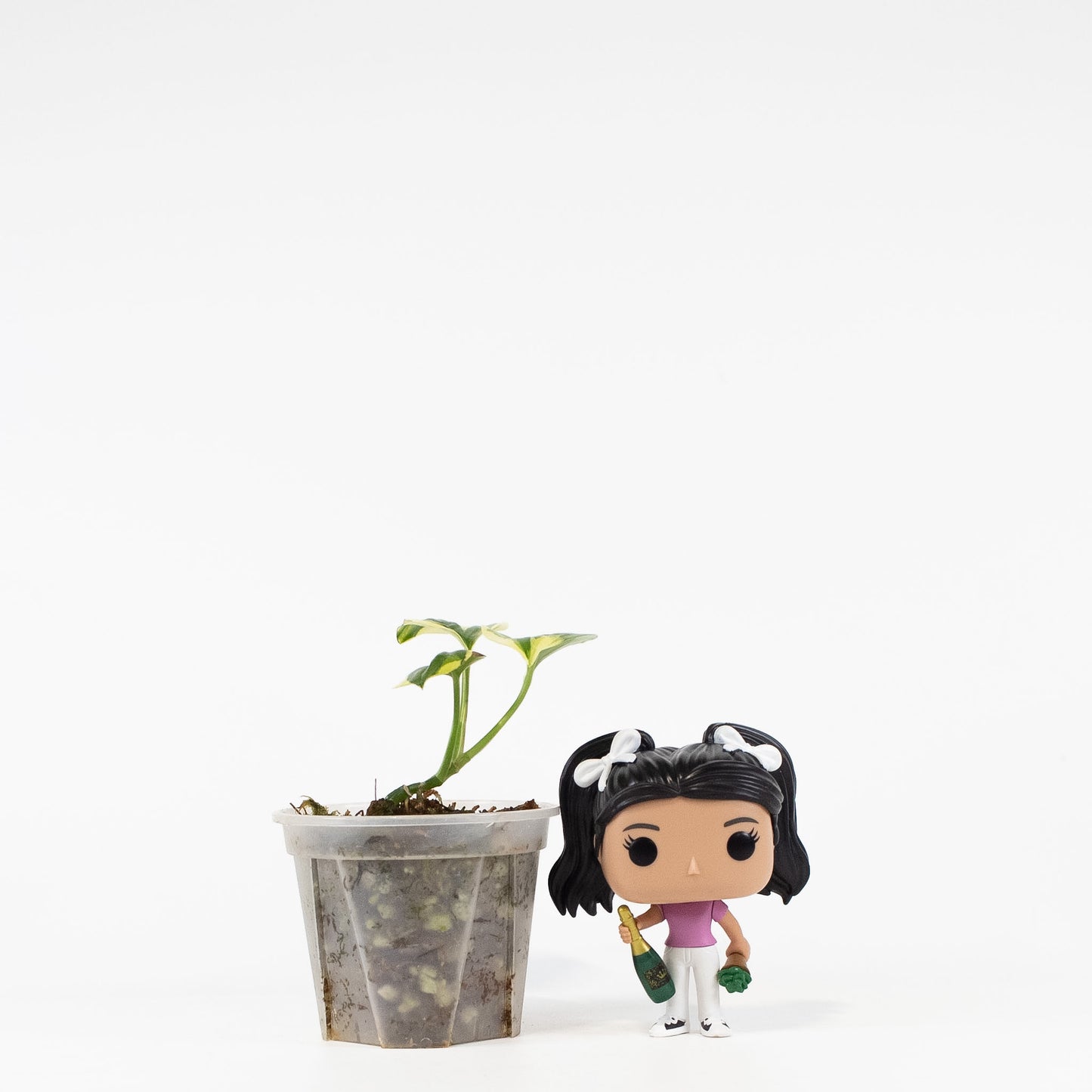 Epipremnum 'Poonsin' Variegated (2719)