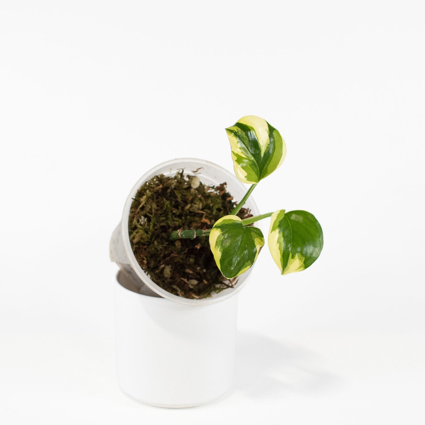 Epipremnum 'Poonsin' Variegated (2719)