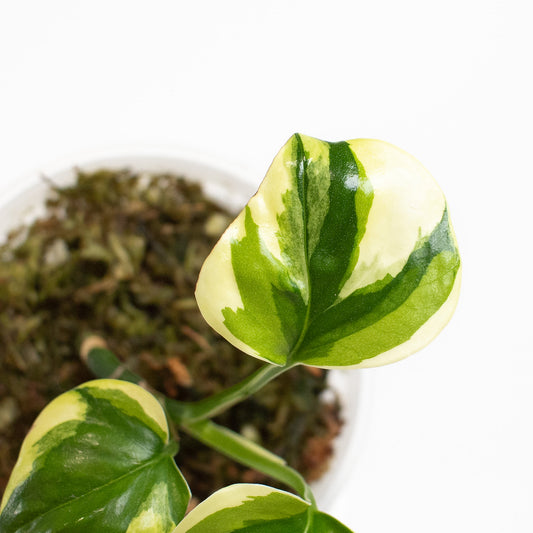 Epipremnum 'Poonsin' Variegated (2719)