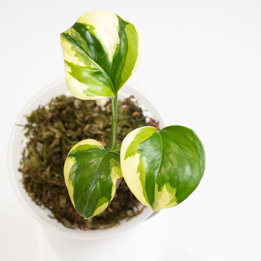 Epipremnum 'Poonsin' Variegated (2719)