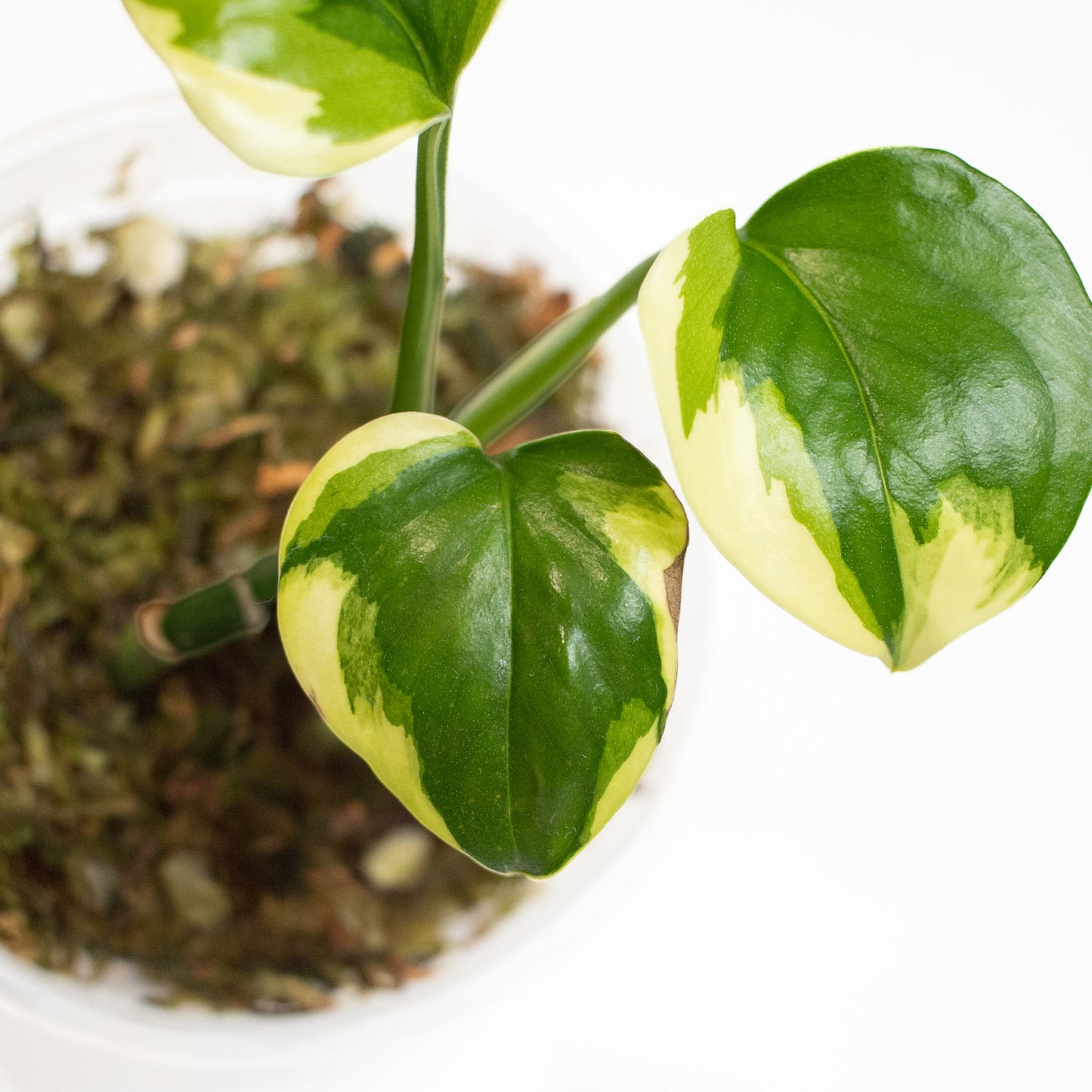 Epipremnum 'Poonsin' Variegated (2719)