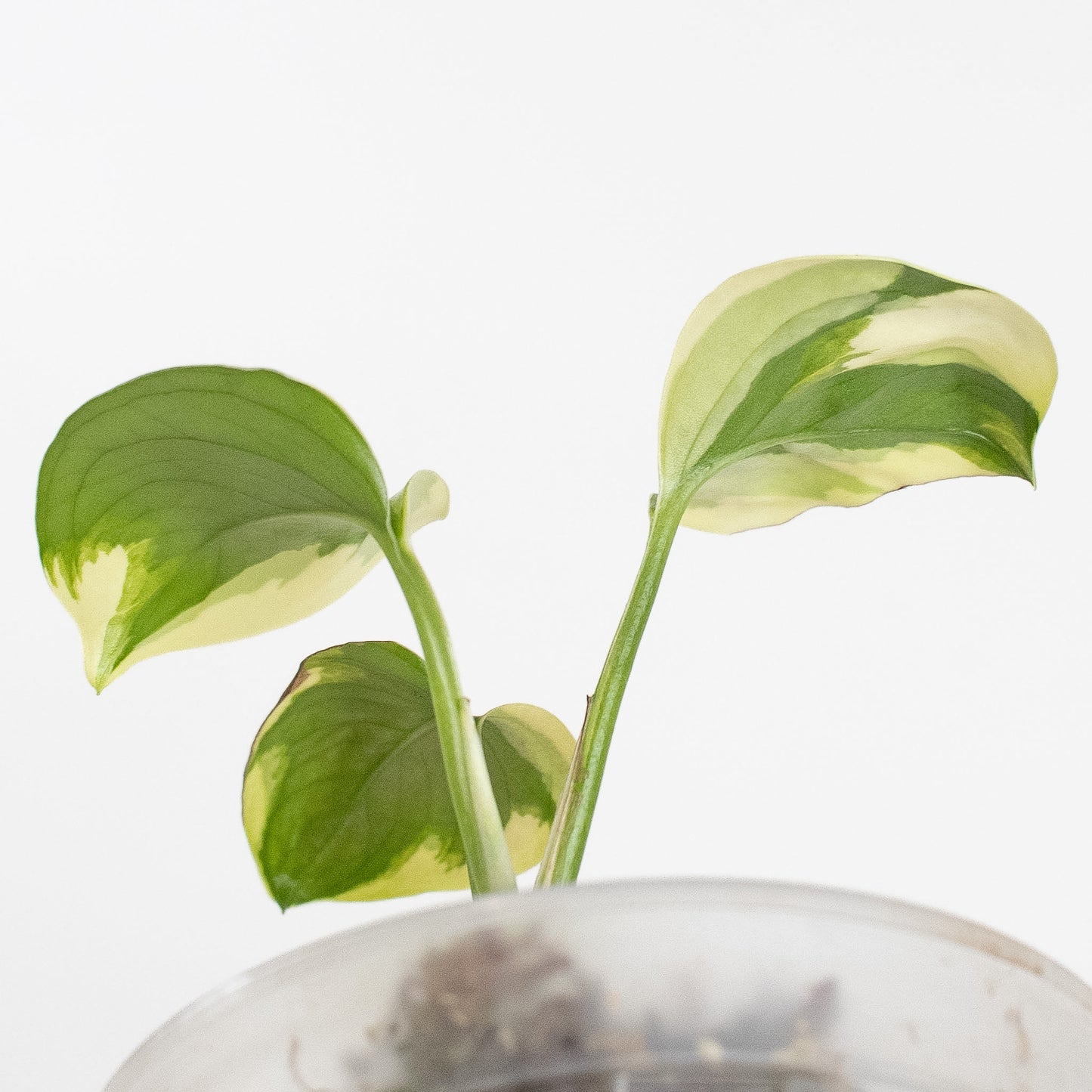 Epipremnum 'Poonsin' Variegated (2719)