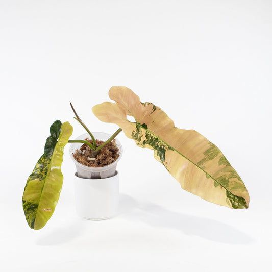 Philodendron Brown Beauty ('Black Billietiae' x 'Florida Beauty') Variegated (2717)