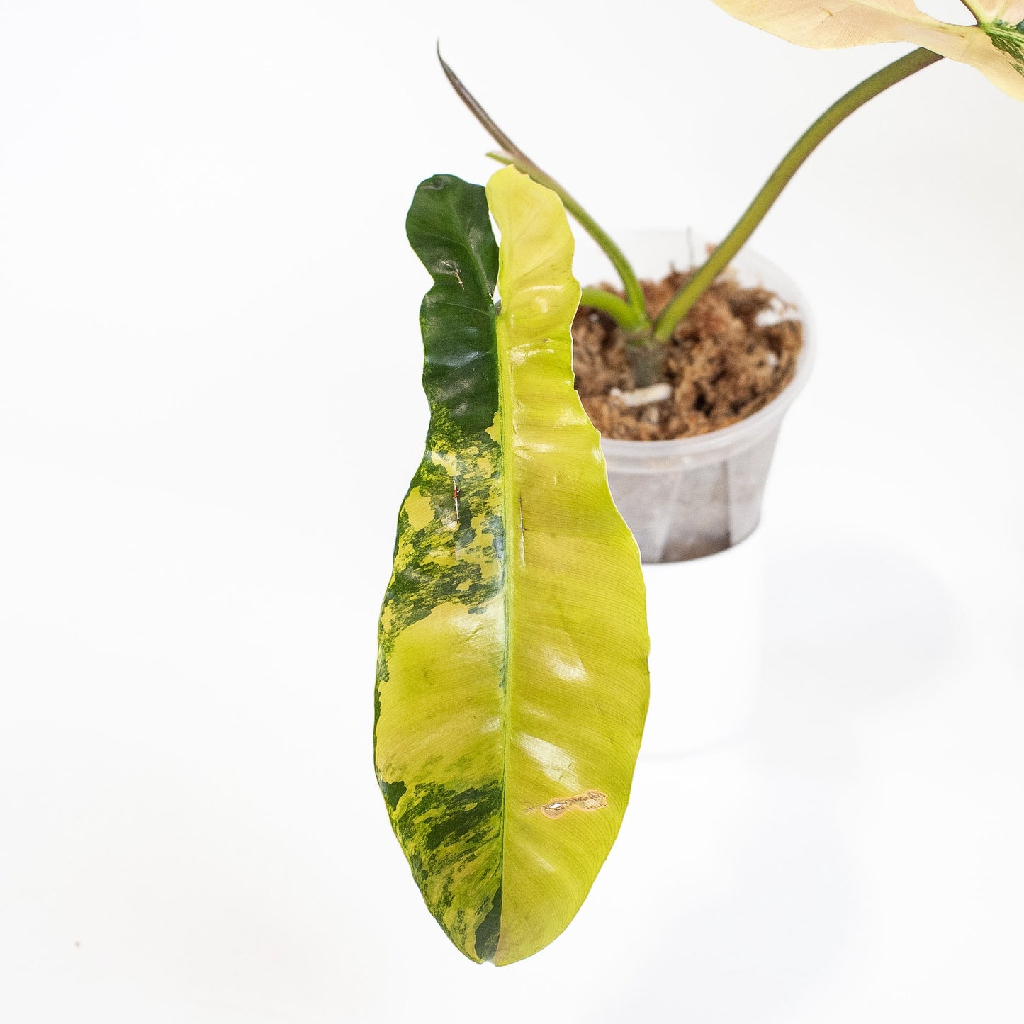Philodendron Brown Beauty ('Black Billietiae' x 'Florida Beauty') Variegated (2717)