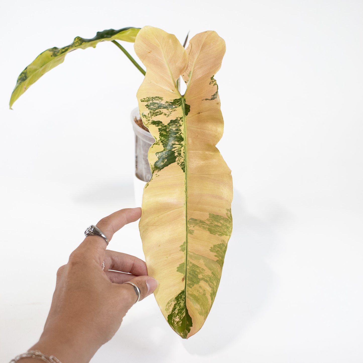 Philodendron Brown Beauty ('Black Billietiae' x 'Florida Beauty') Variegated (2717)