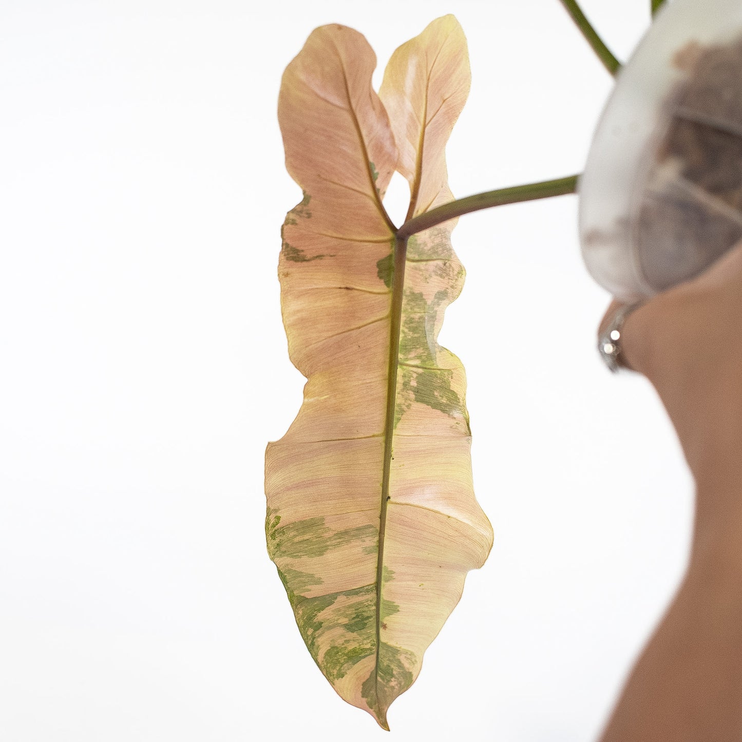 Philodendron Brown Beauty ('Black Billietiae' x 'Florida Beauty') Variegated (2717)