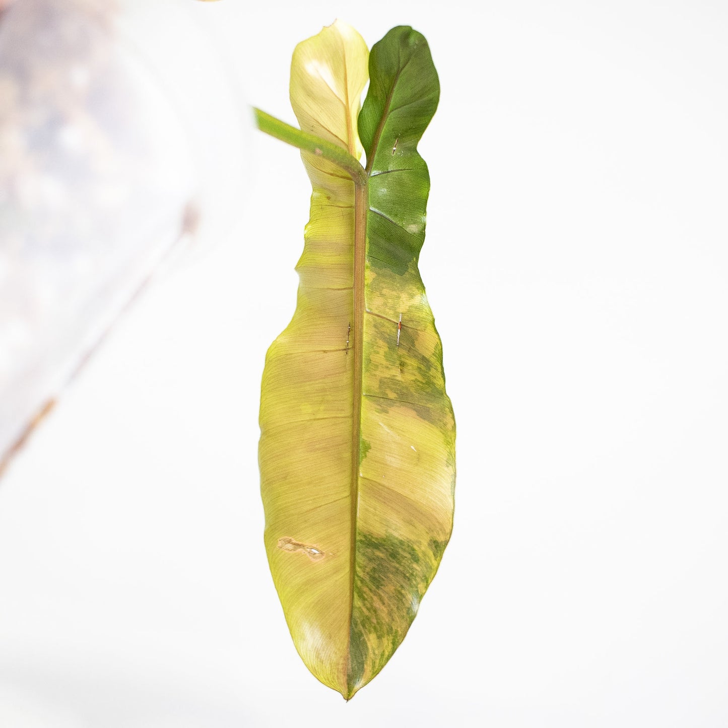 Philodendron Brown Beauty ('Black Billietiae' x 'Florida Beauty') Variegated (2717)