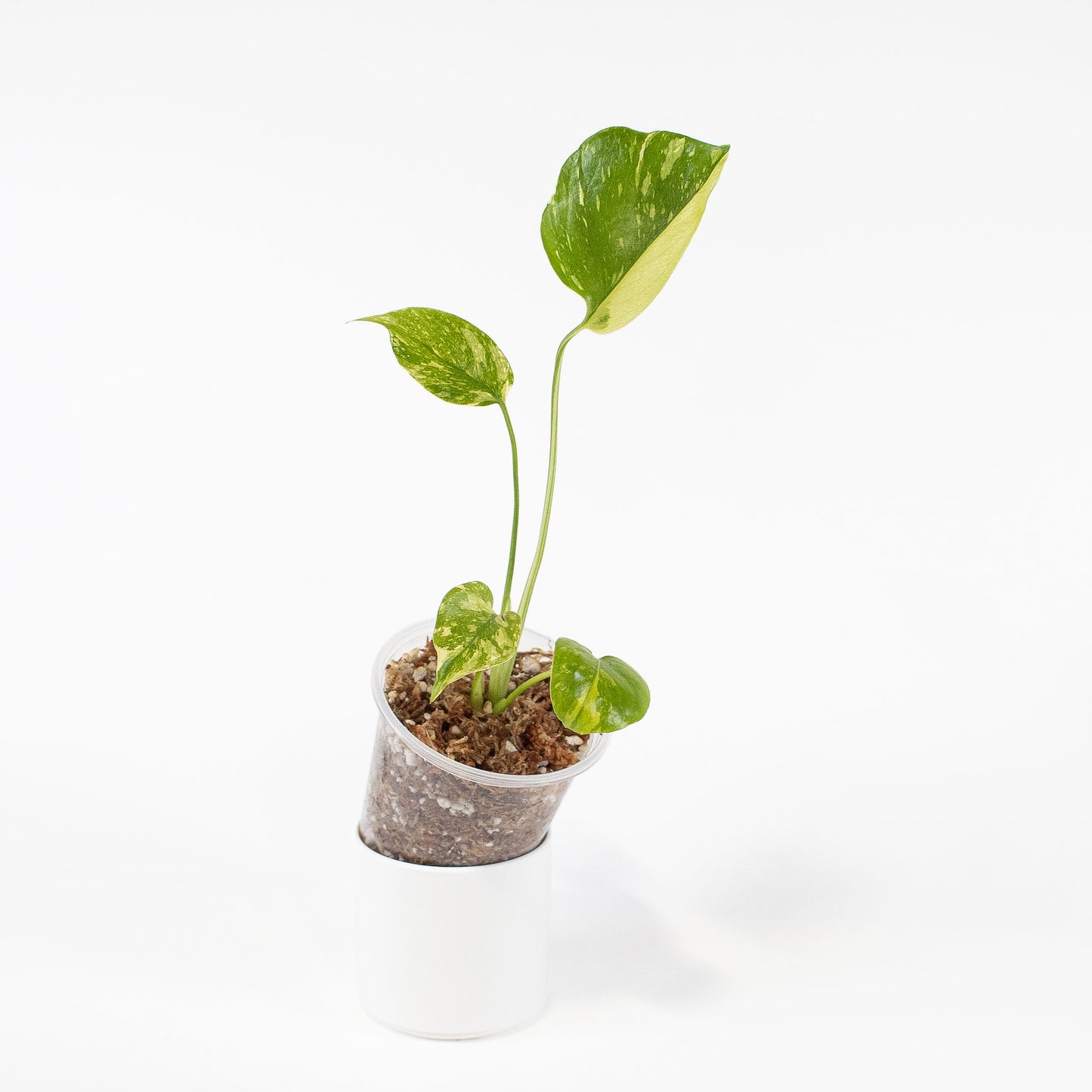 Monstera Deliciosa 'Electrolyte' (2718)