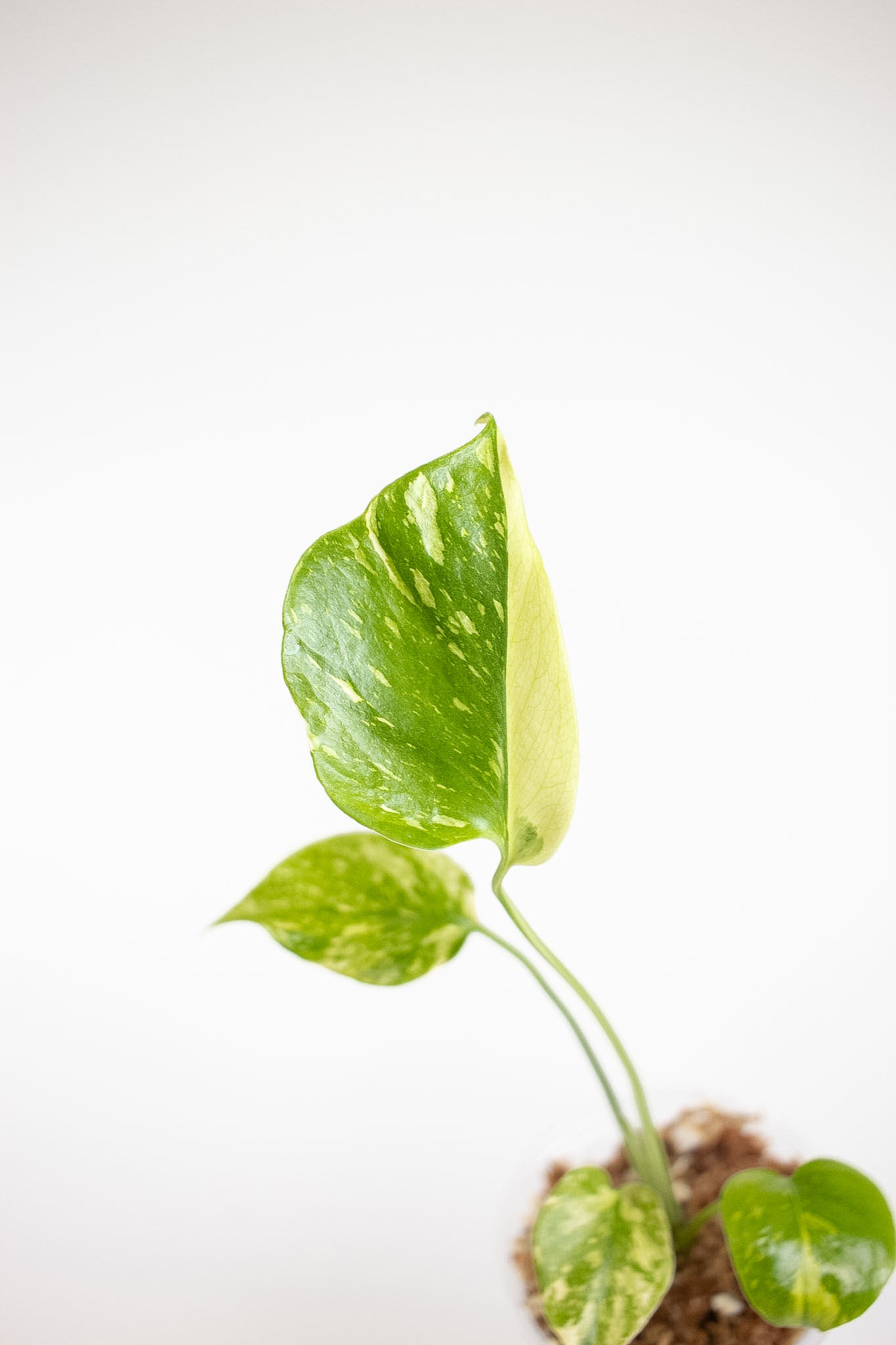 Monstera Deliciosa 'Electrolyte' (2718)