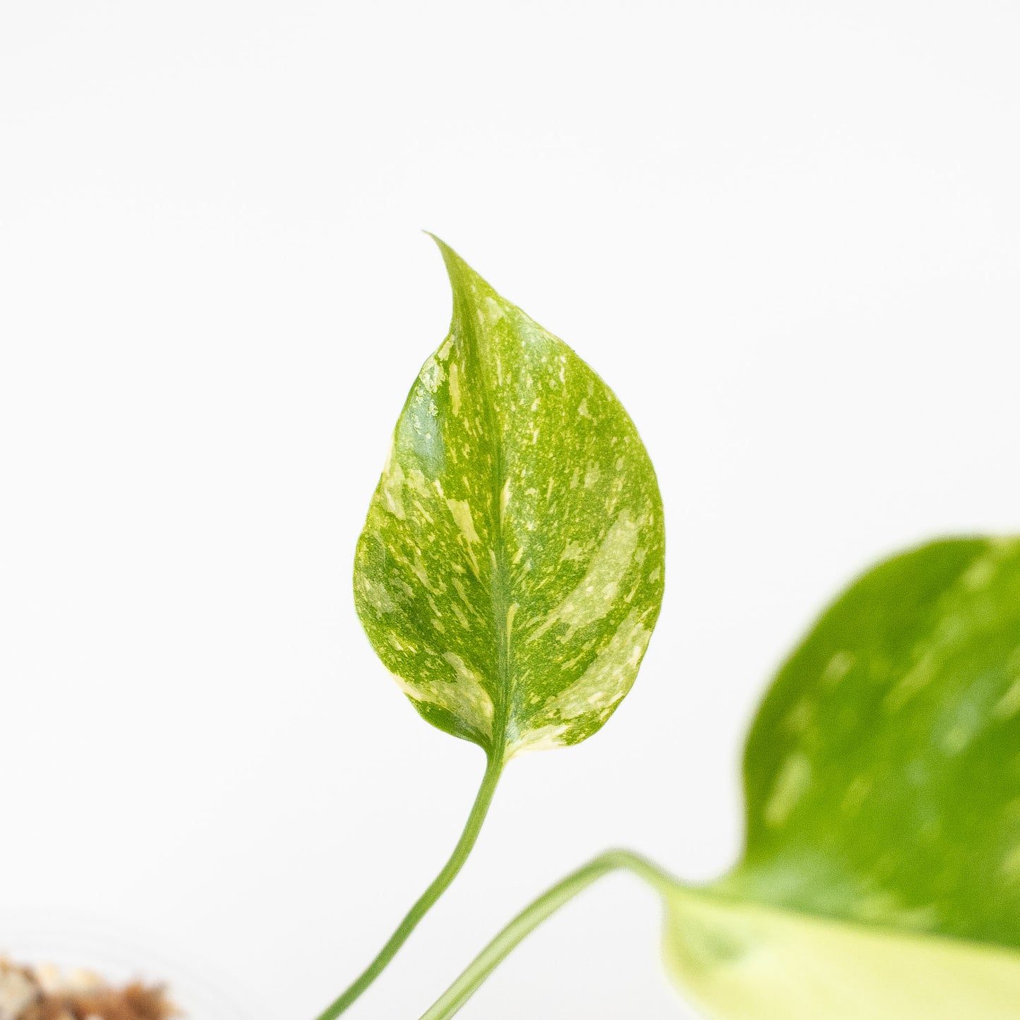 Monstera Deliciosa 'Electrolyte' (2718)