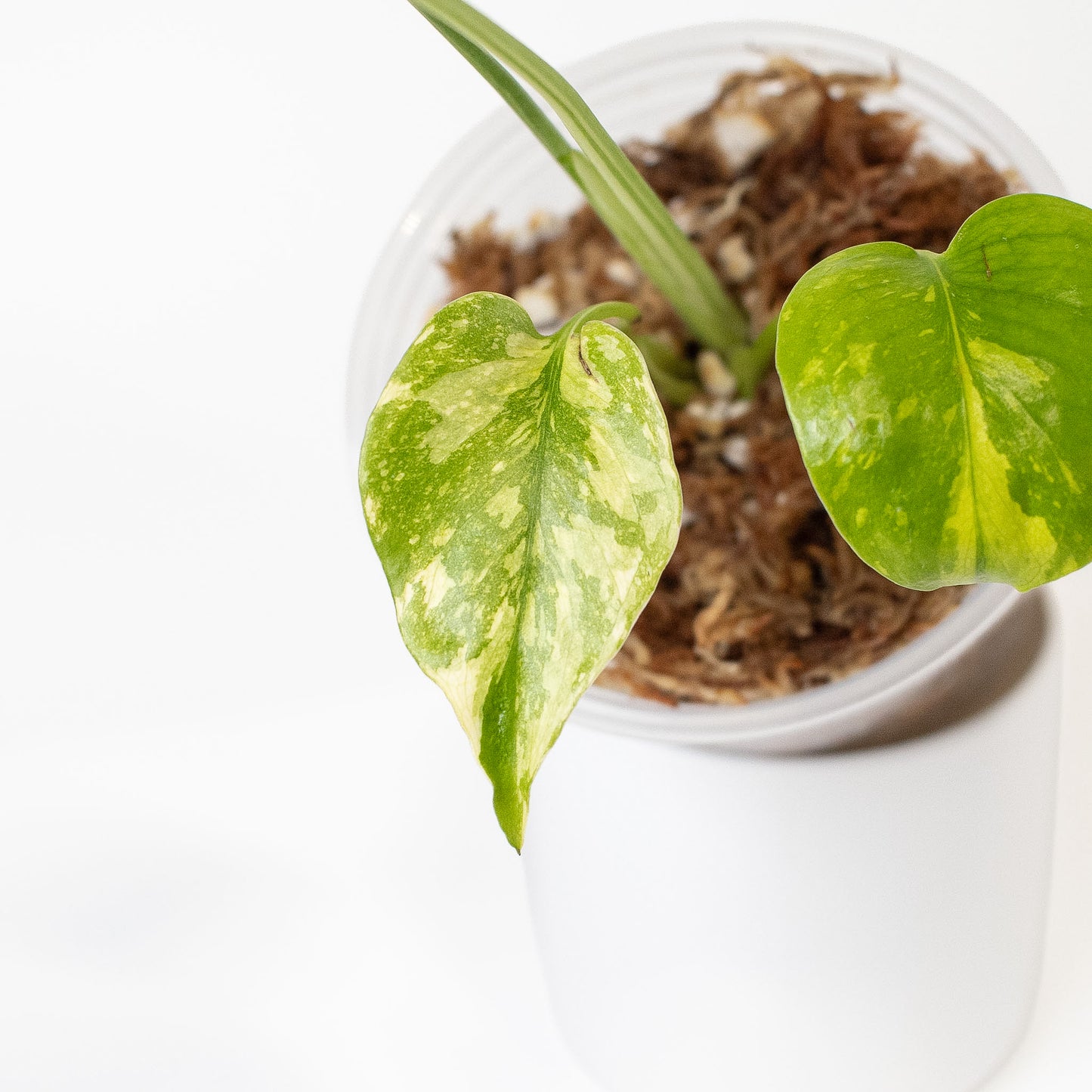 Monstera Deliciosa 'Electrolyte' (2718)