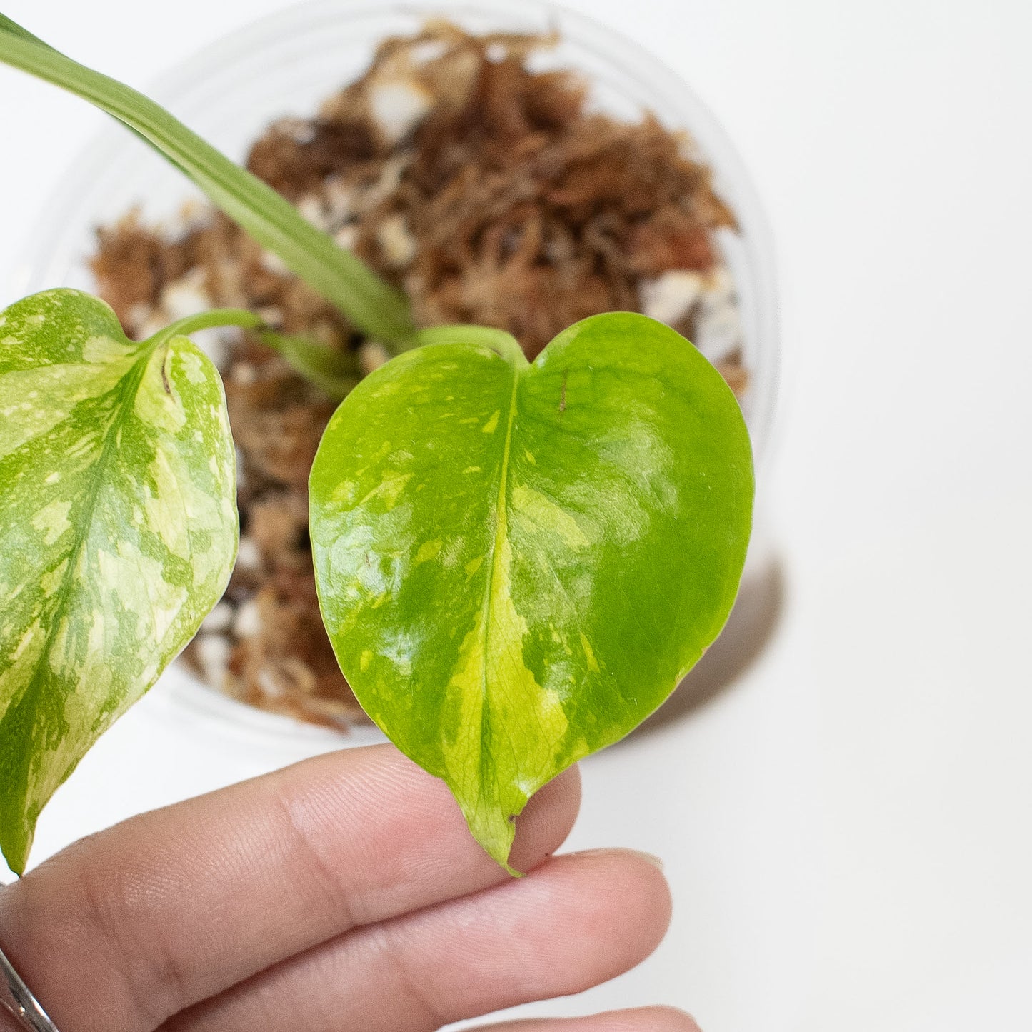 Monstera Deliciosa 'Electrolyte' (2718)