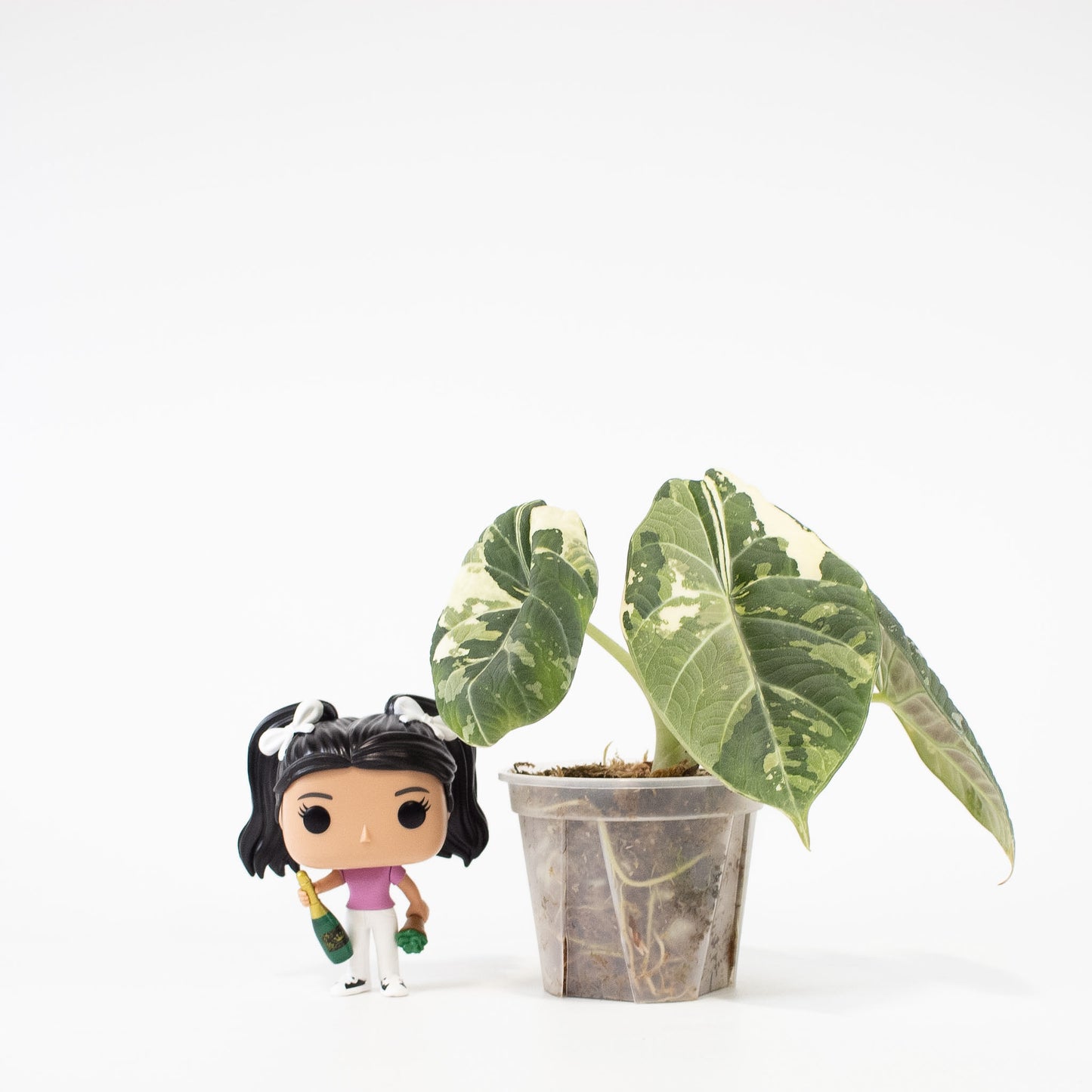 Alocasia 'Maharani' Albo Variegated (2721)