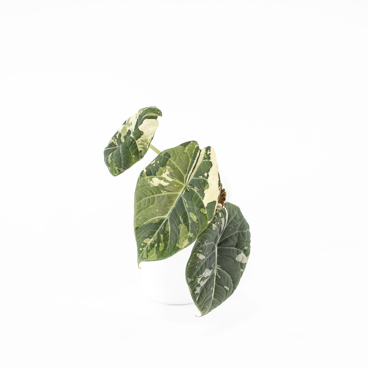 Alocasia 'Maharani' Albo Variegated (2721)