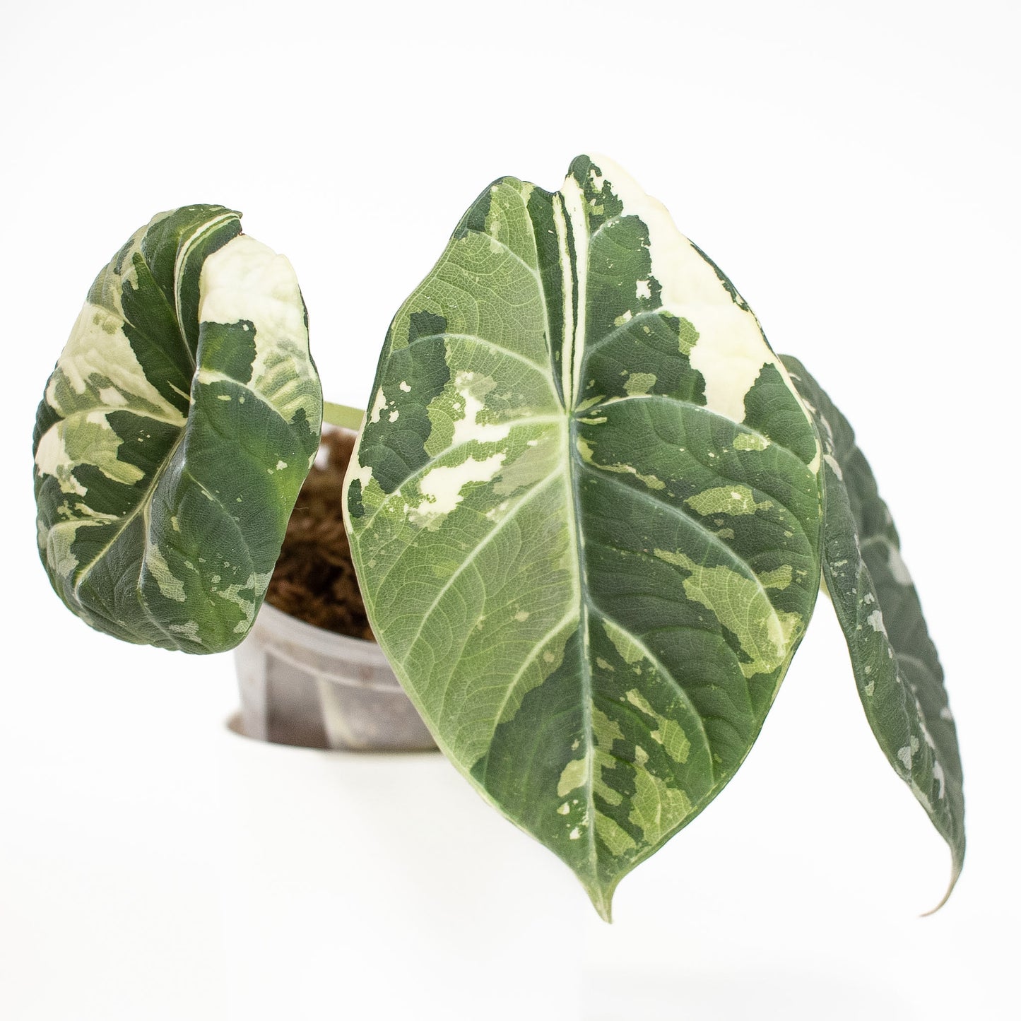 Alocasia 'Maharani' Albo Variegated (2721)