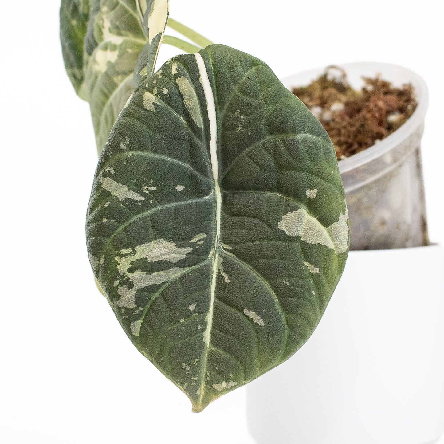 Alocasia 'Maharani' Albo Variegated (2721)