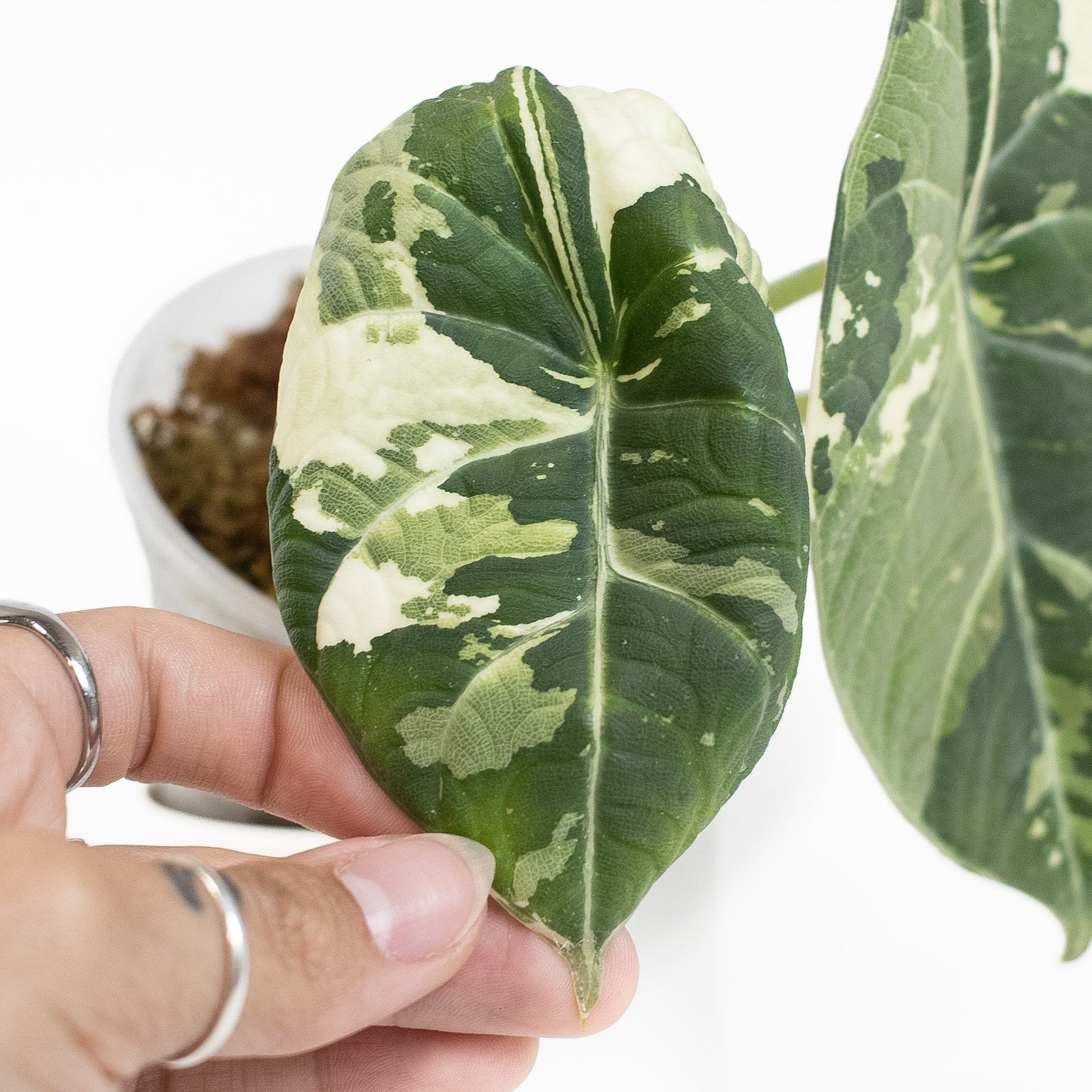 Alocasia 'Maharani' Albo Variegated (2721)