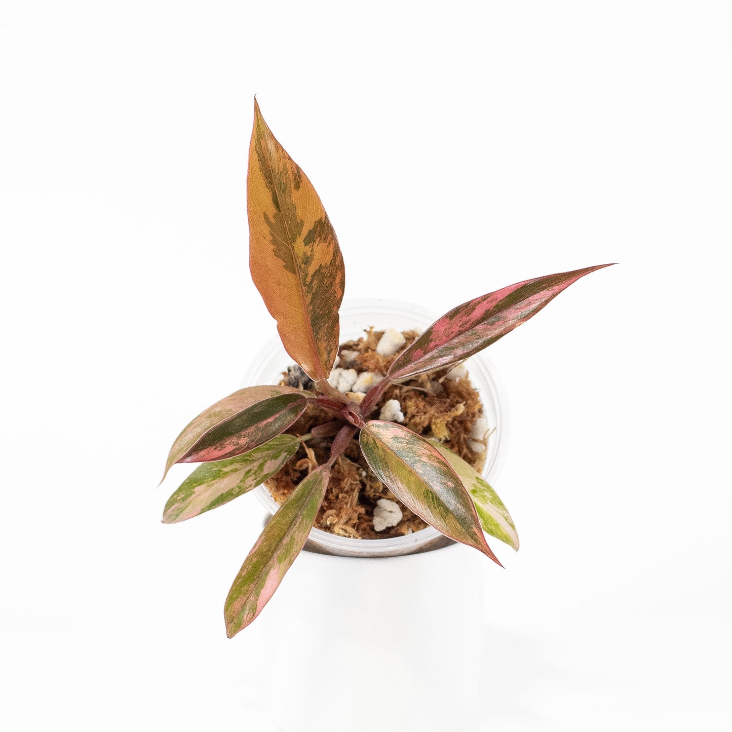 Philodendron 'Caramel Marble' Variegated (2720)
