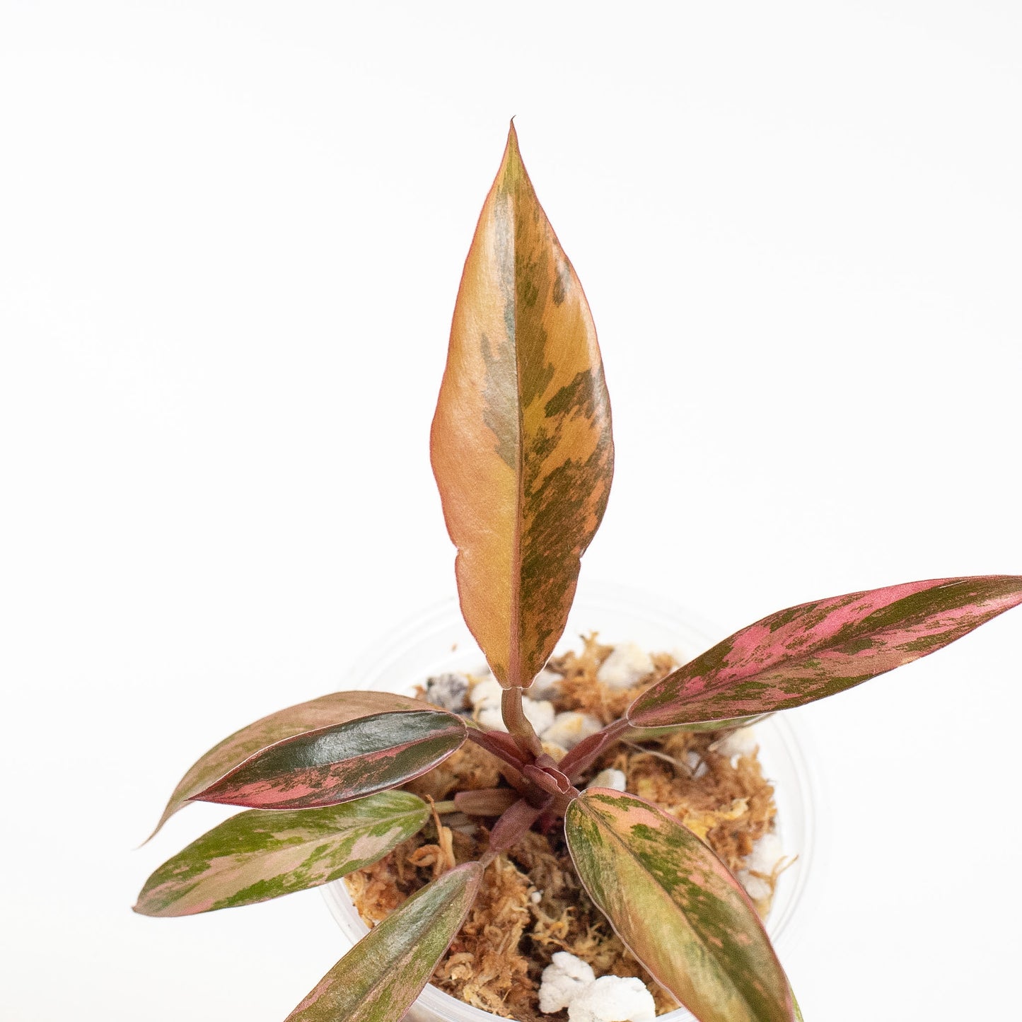 Philodendron 'Caramel Marble' Variegated (2720)