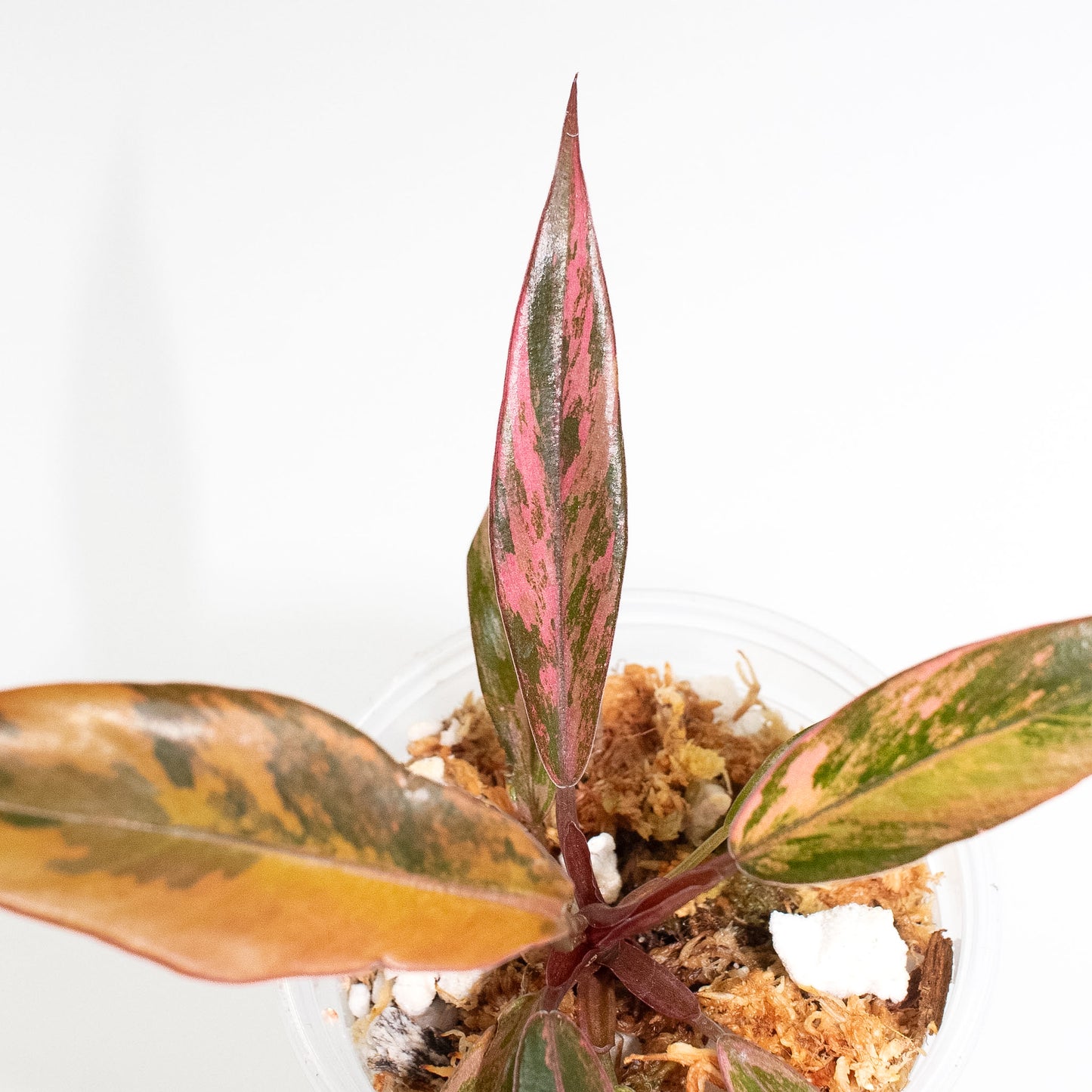 Philodendron 'Caramel Marble' Variegated (2720)