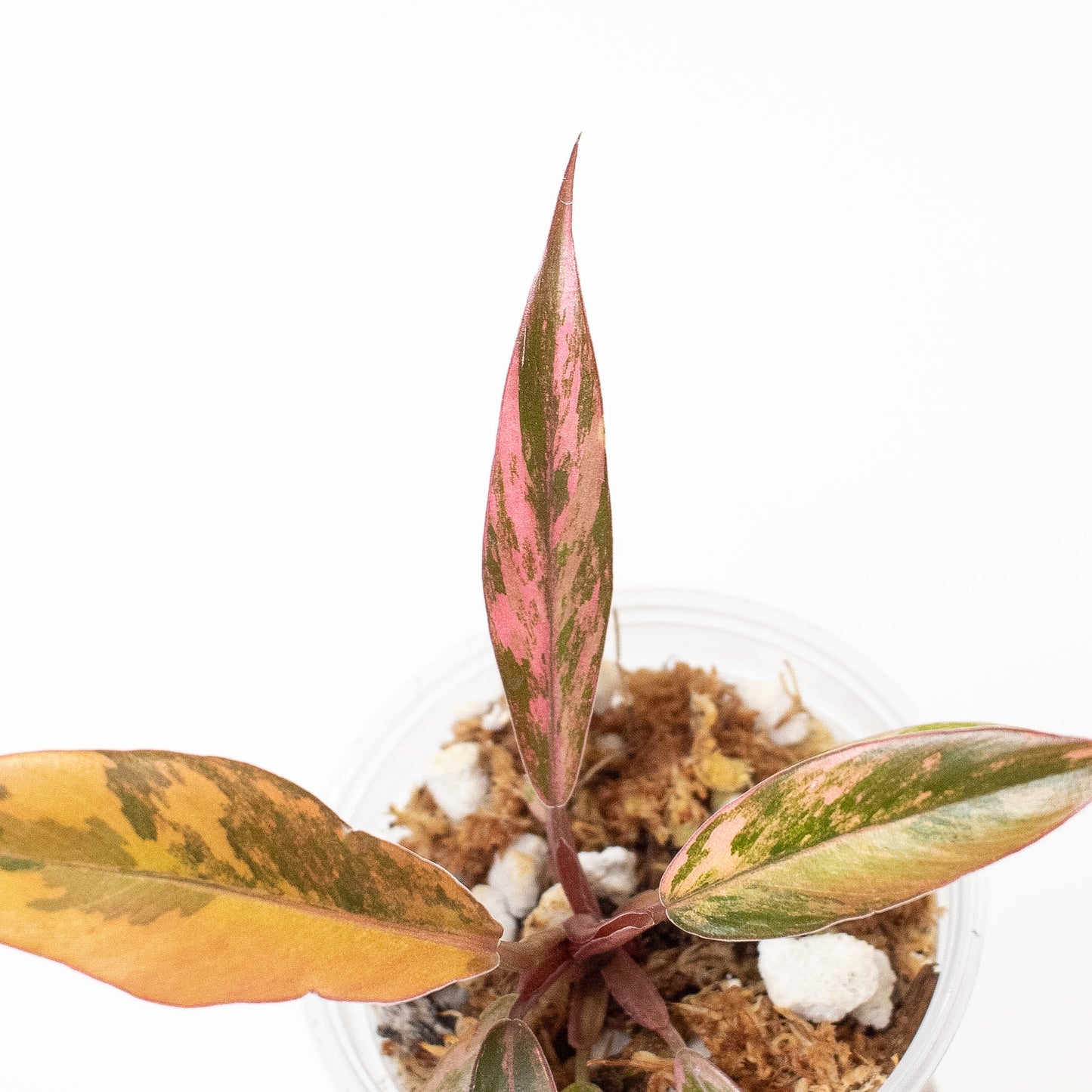 Philodendron 'Caramel Marble' Variegated (2720)