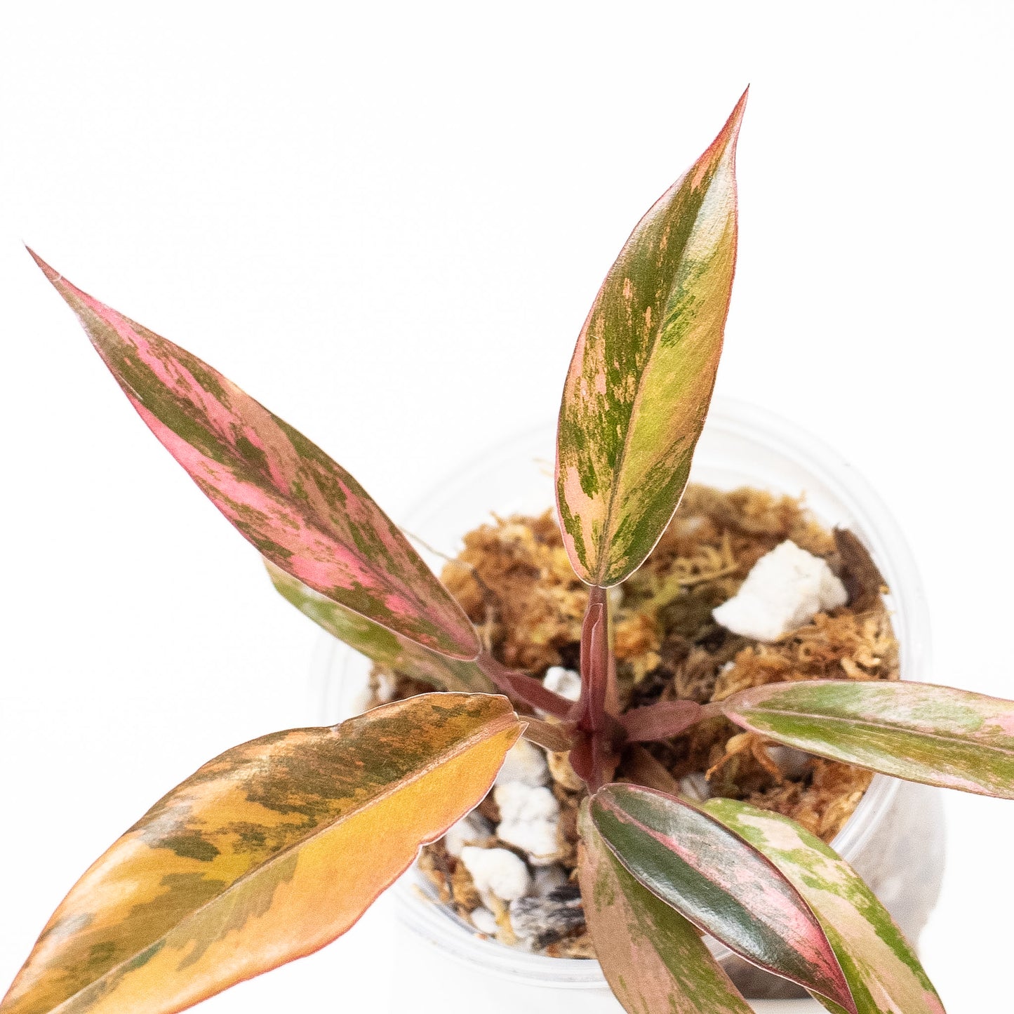 Philodendron 'Caramel Marble' Variegated (2720)