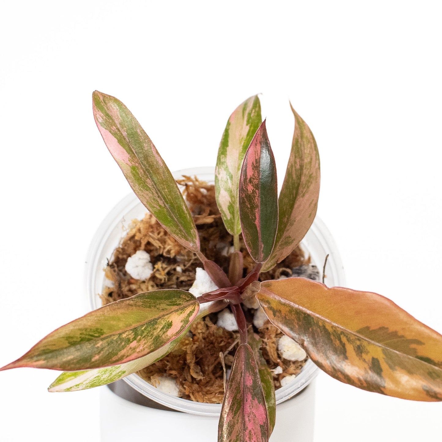 Philodendron 'Caramel Marble' Variegated (2720)