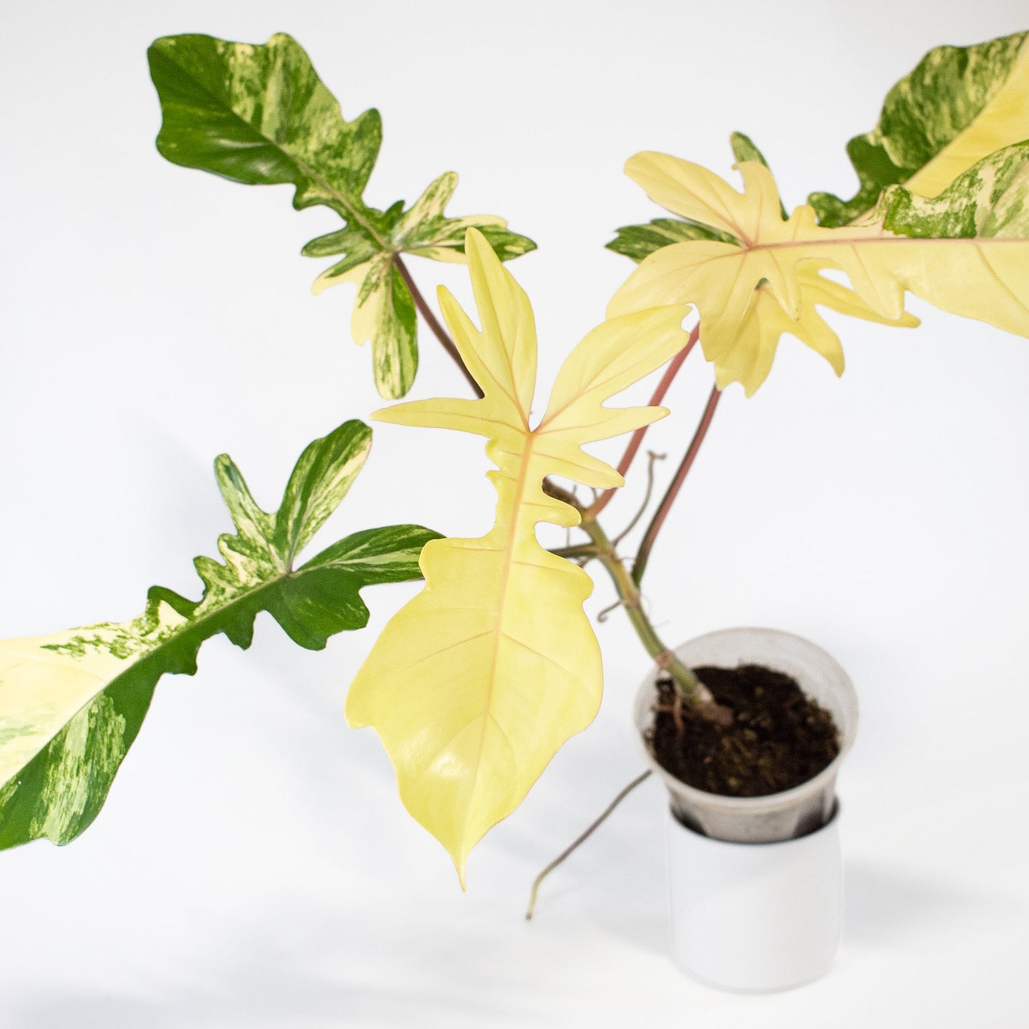 Philodendron 'Florida Beauty x Bobcee' Variegated (2724)