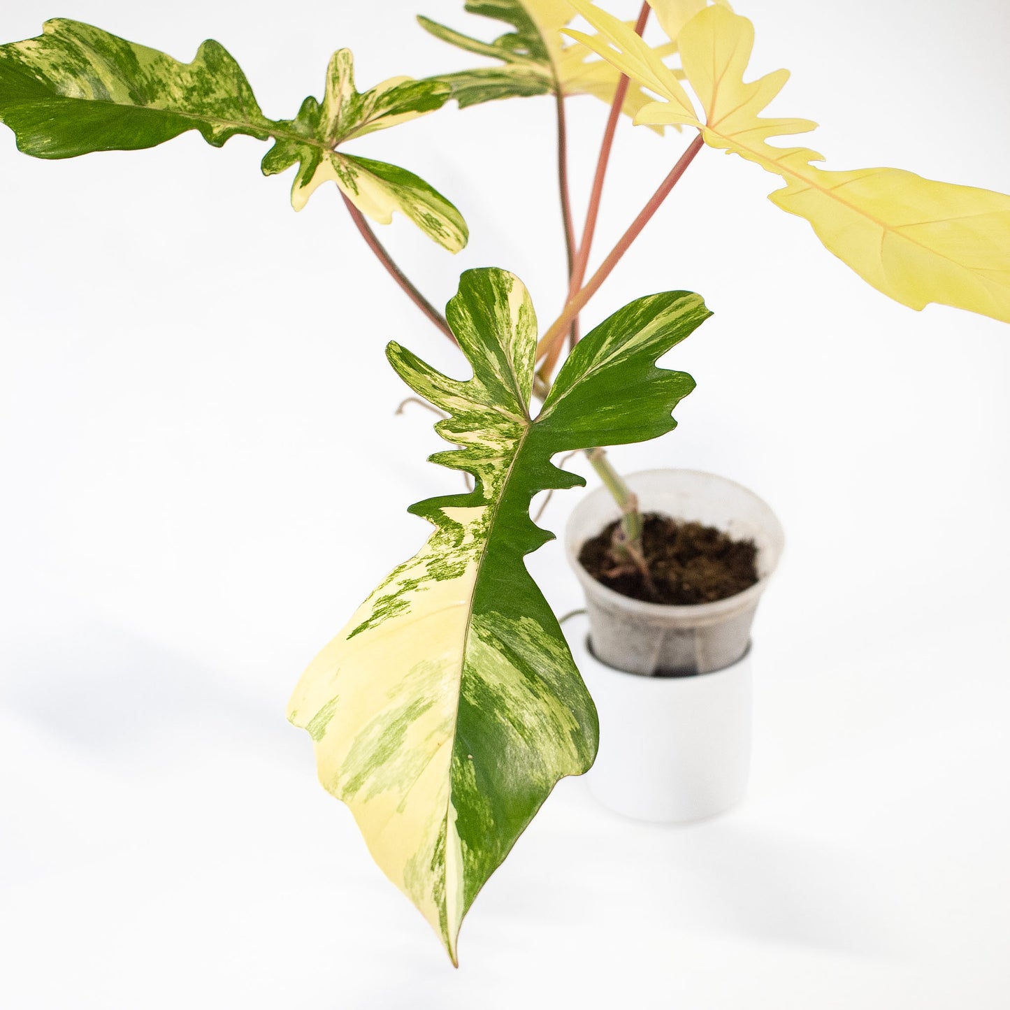 Philodendron 'Florida Beauty x Bobcee' Variegated (2724)