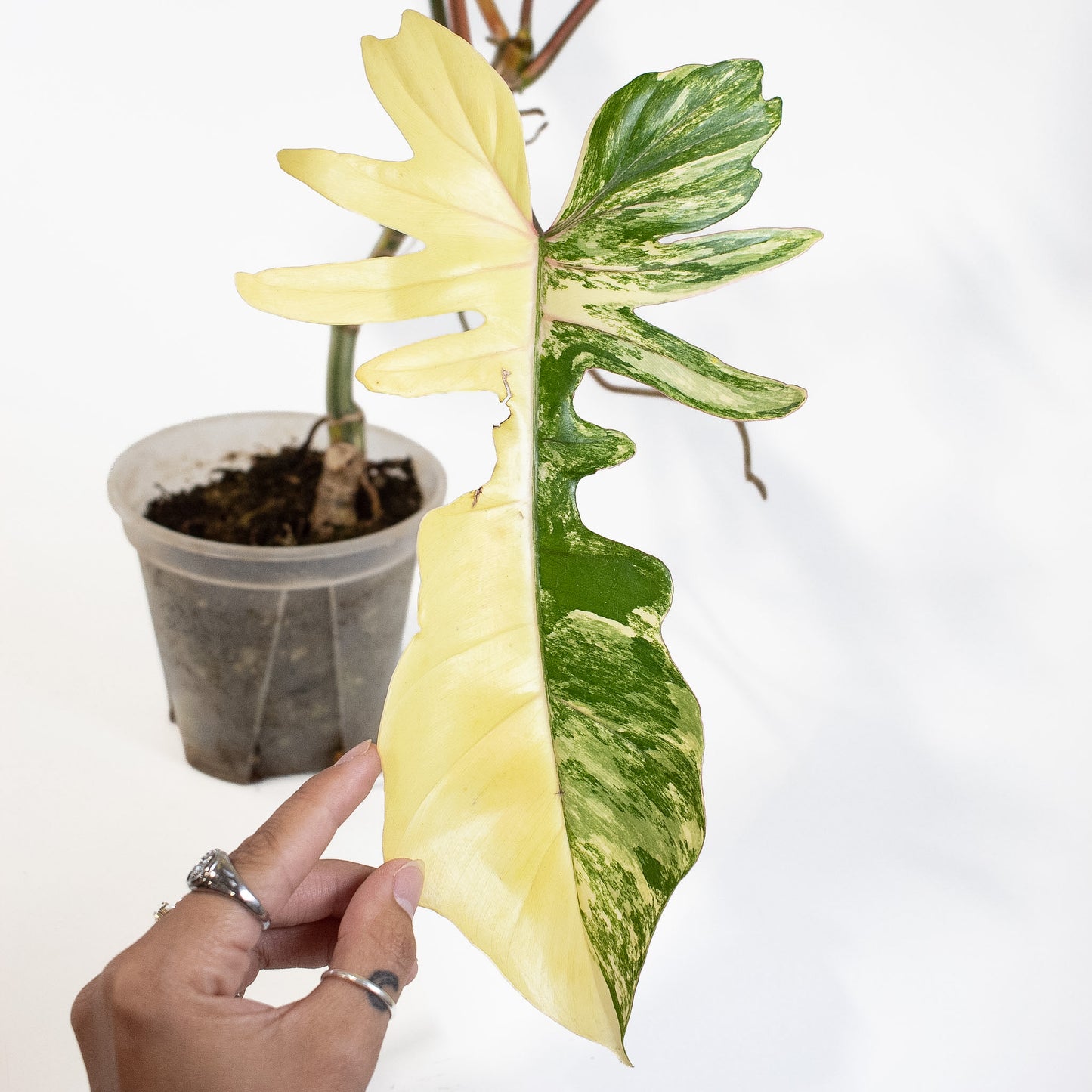 Philodendron 'Florida Beauty x Bobcee' Variegated (2724)