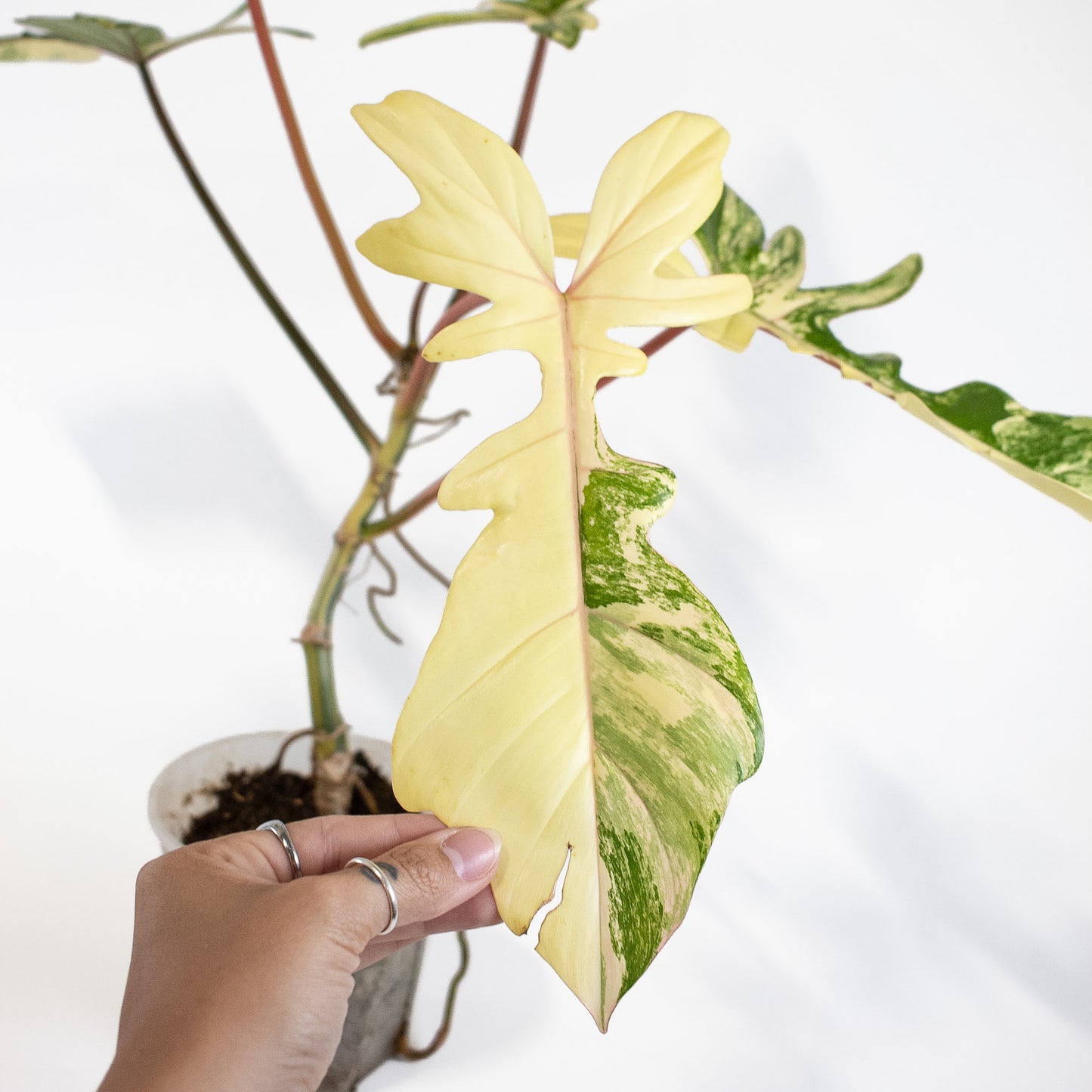 Philodendron 'Florida Beauty x Bobcee' Variegated (2724)