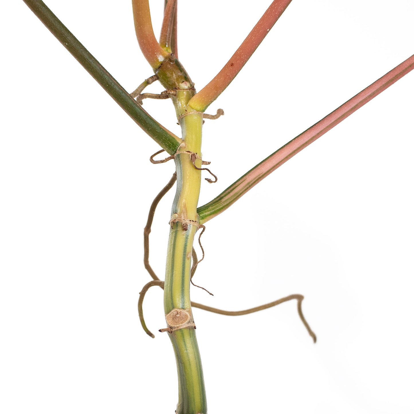 Philodendron 'Florida Beauty x Bobcee' Variegated (2724)