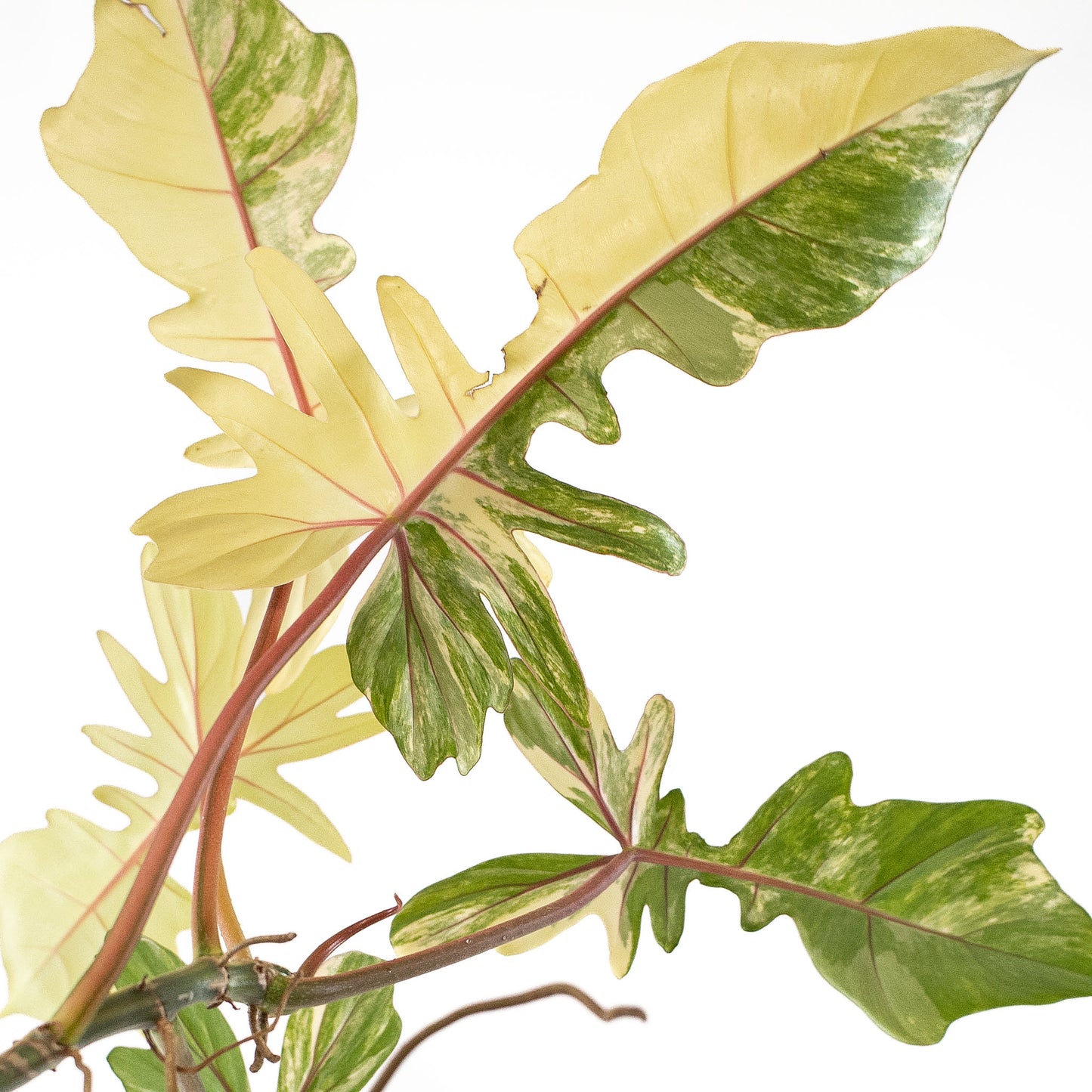 Philodendron 'Florida Beauty x Bobcee' Variegated (2724)