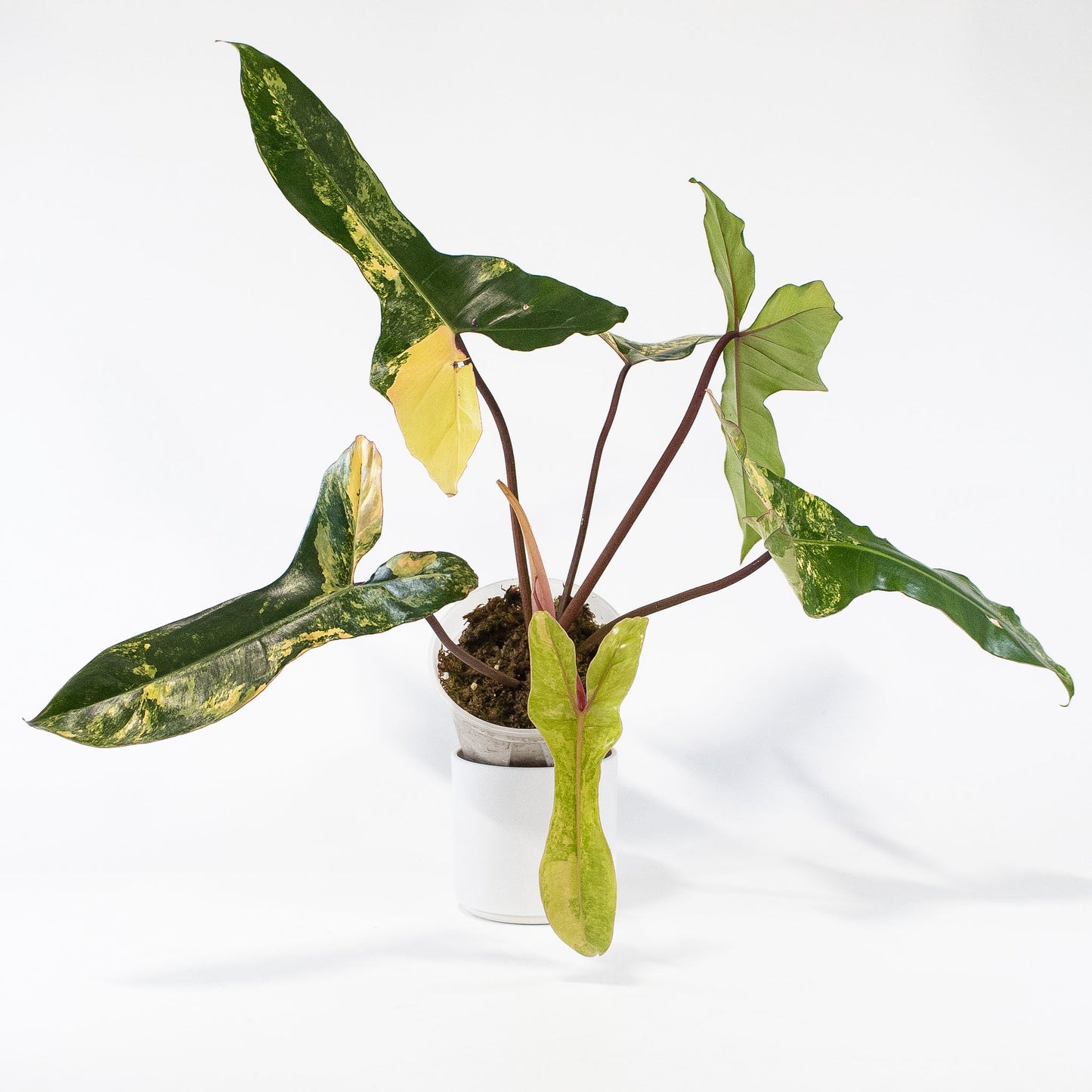 Philodendron Florida Beauty x Billietiae (2723)