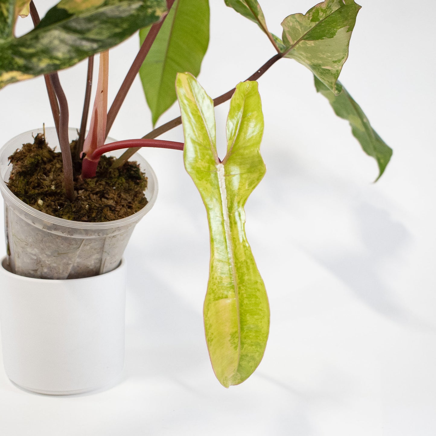 Philodendron Florida Beauty x Billietiae (2723)