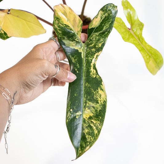 Philodendron Florida Beauty x Billietiae (2723)