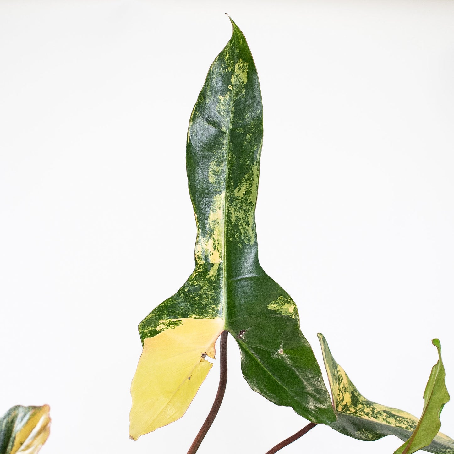 Philodendron Florida Beauty x Billietiae (2723)