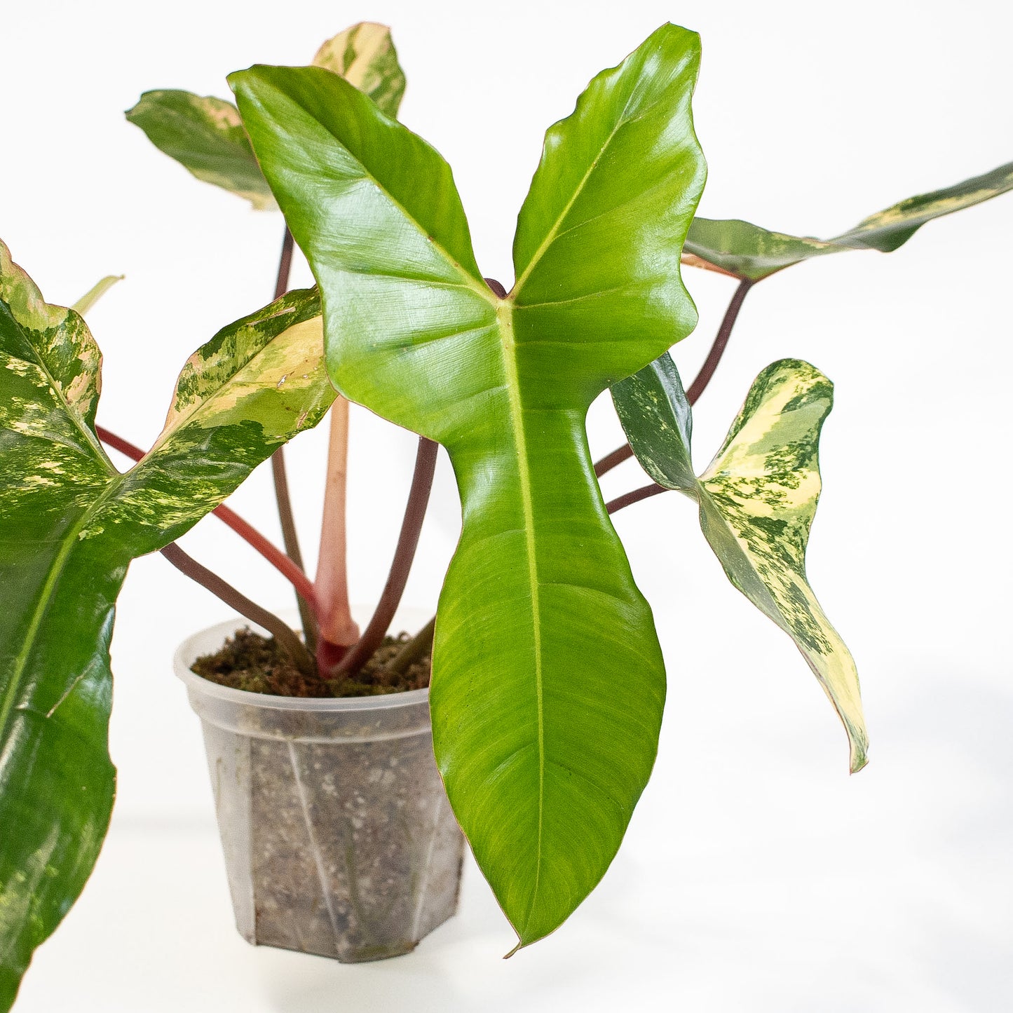 Philodendron Florida Beauty x Billietiae (2723)