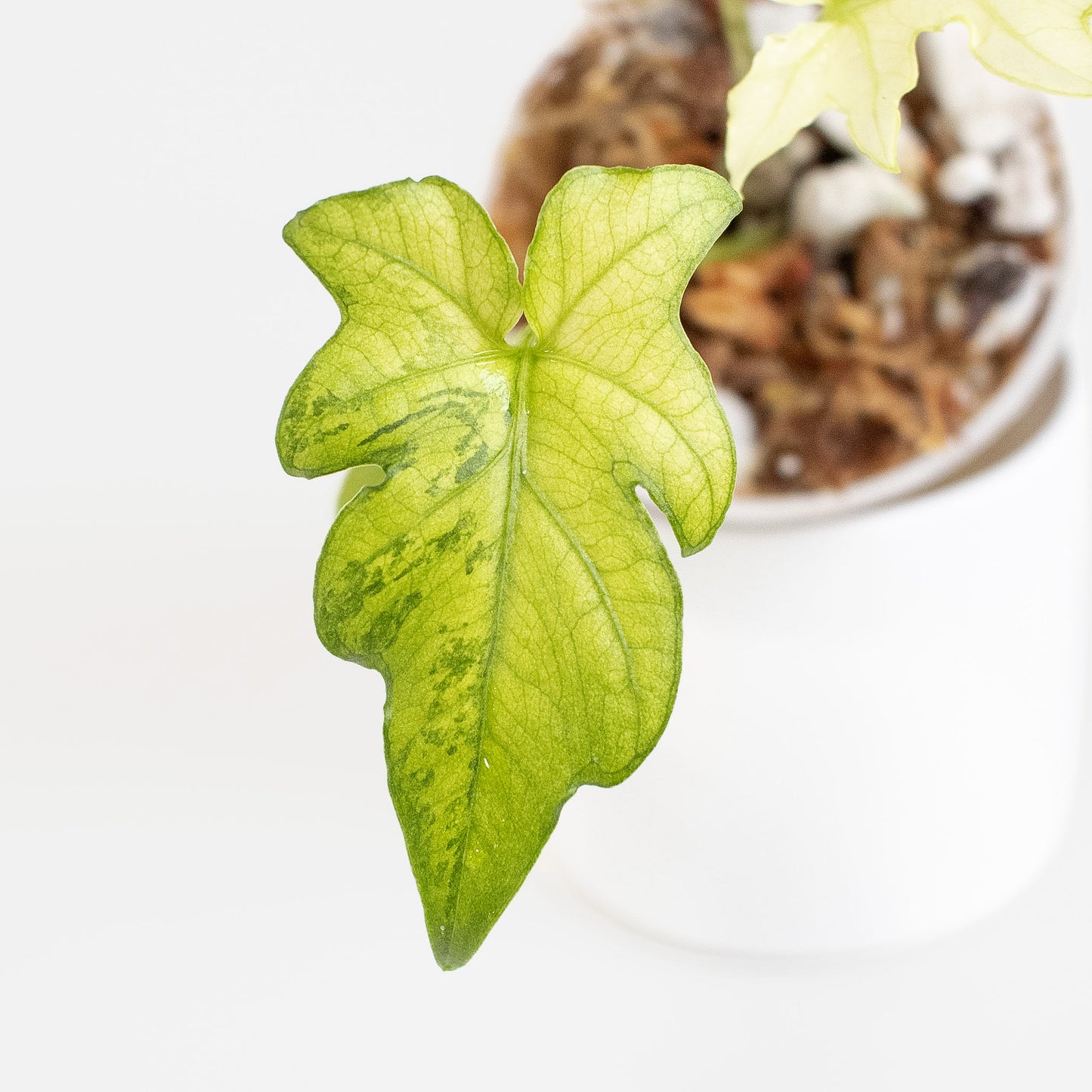 Alocasia 'Brancifolia' Albo Variegated (2722)