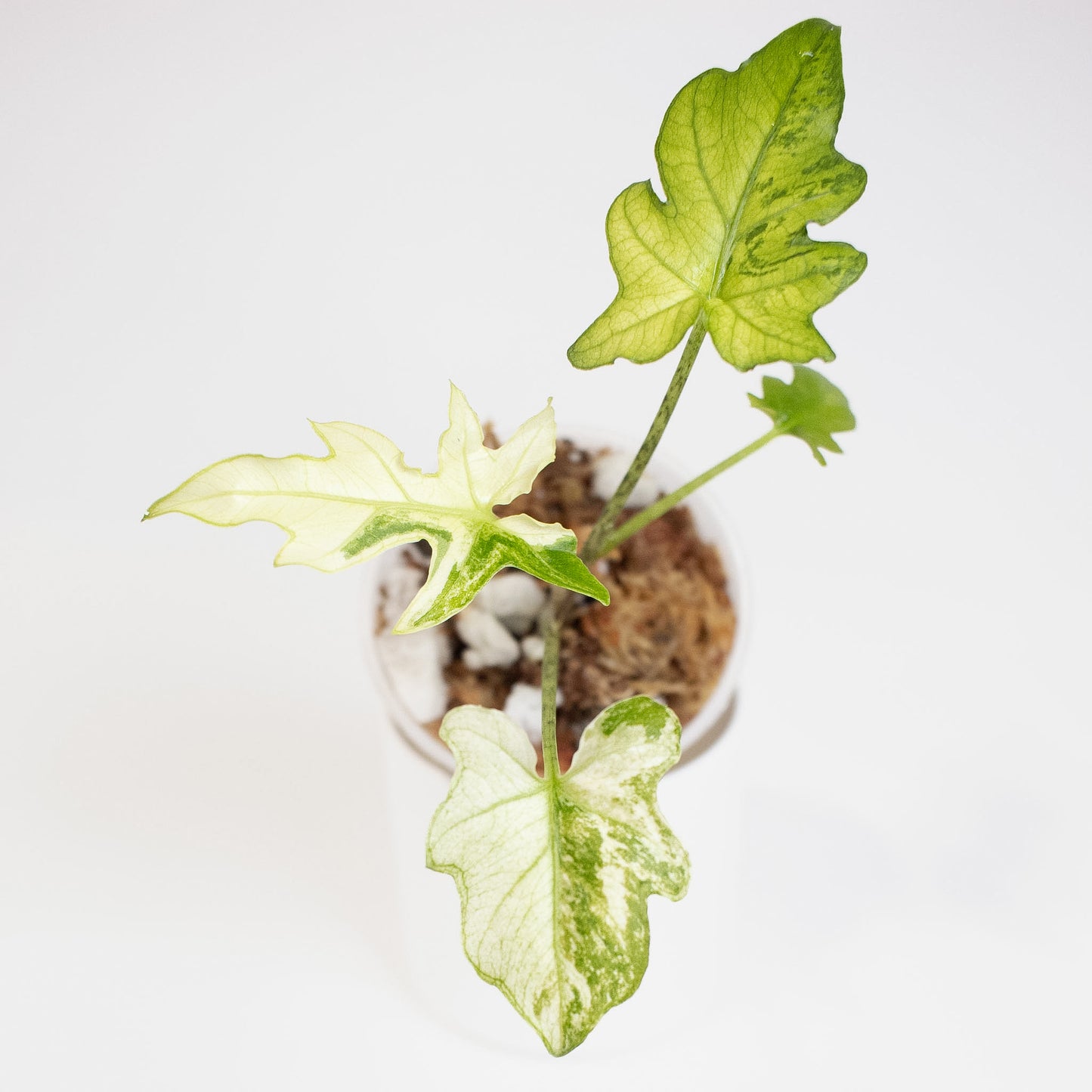 Alocasia 'Brancifolia' Albo Variegated (2722)