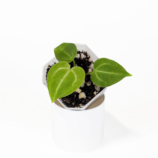 Anthurium Forgetii x Open *Growers Choice*