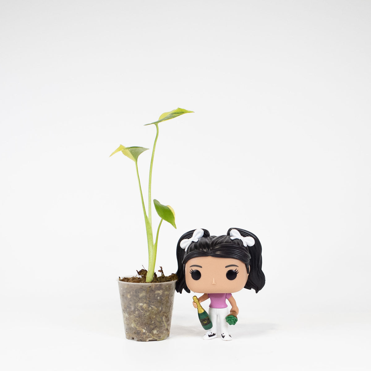 Monstera Deliciosa 'Electrolyte' *Growers Choice*