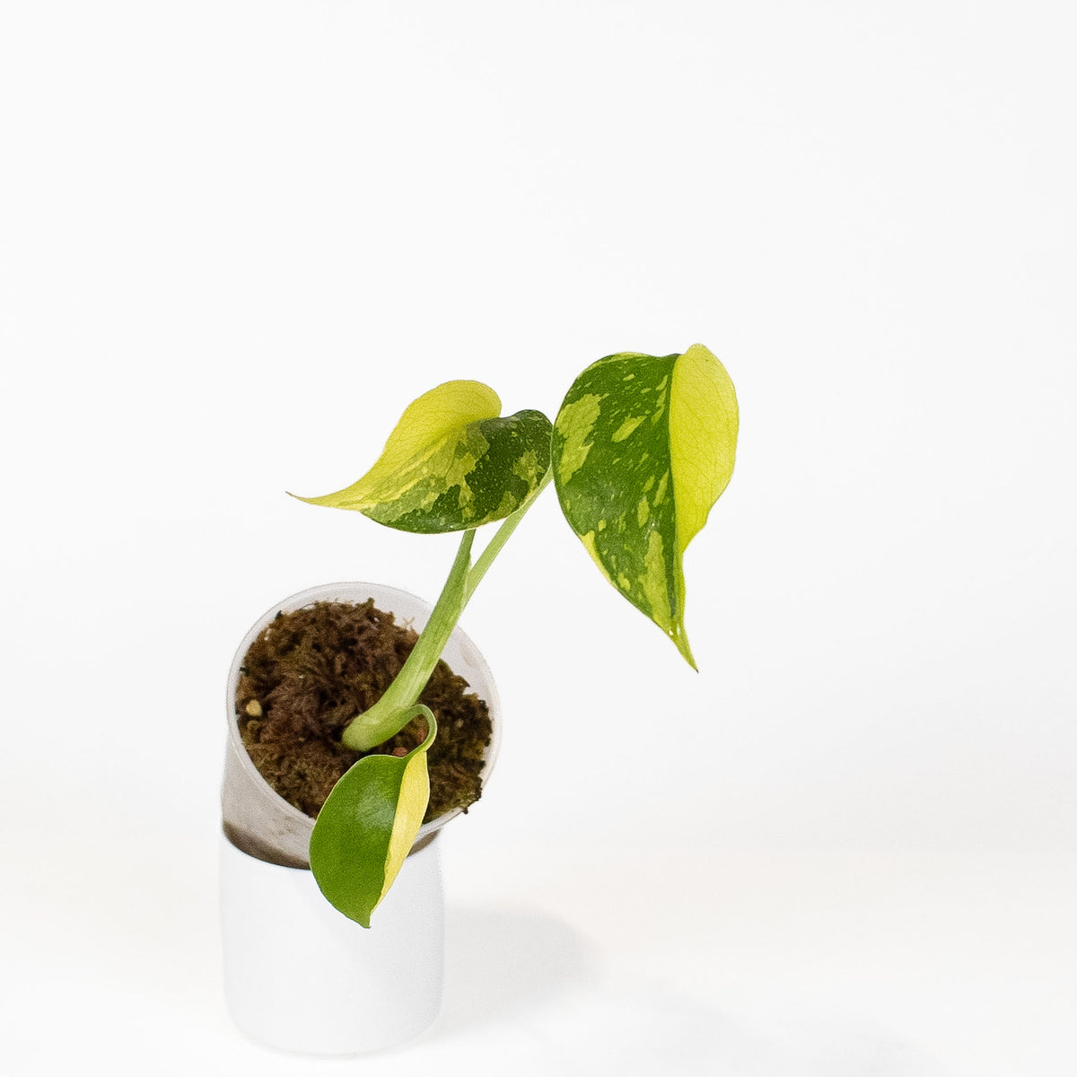 Monstera Deliciosa 'Electrolyte' *Growers Choice*