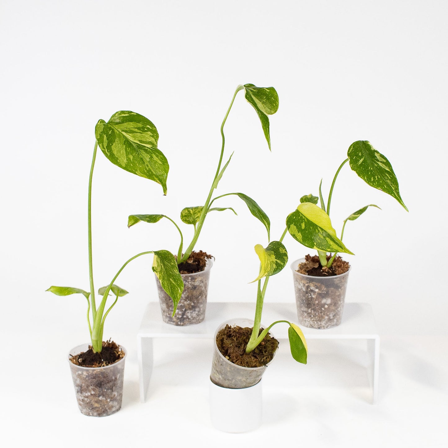 Monstera Deliciosa 'Electrolyte' *Growers Choice*