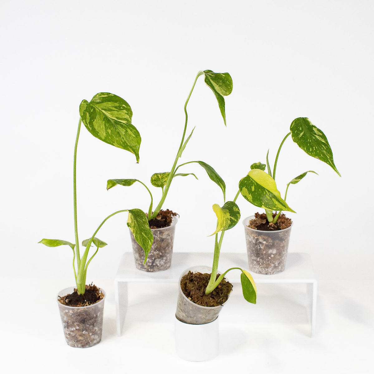Monstera Deliciosa 'Electrolyte' *Growers Choice*