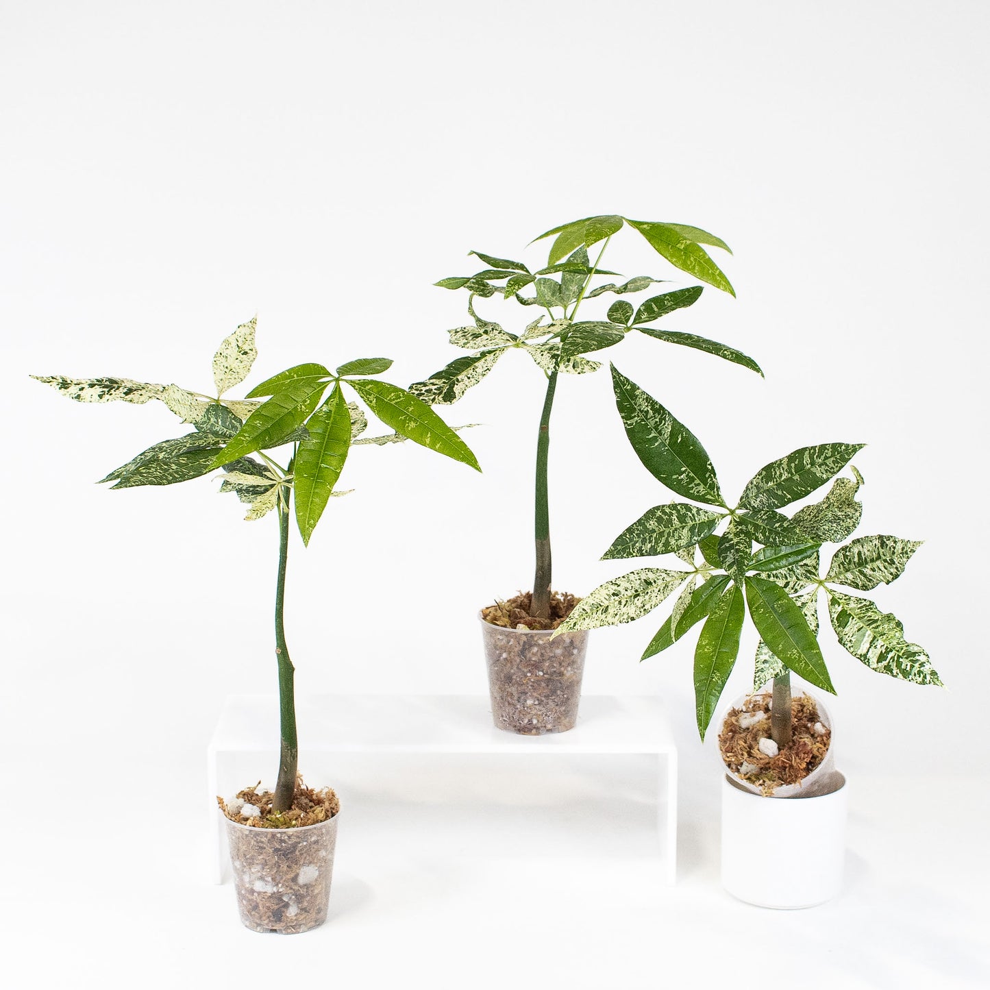 Pachira Glabra Albo Variegated aka 'Money Tree' *Growers choice*