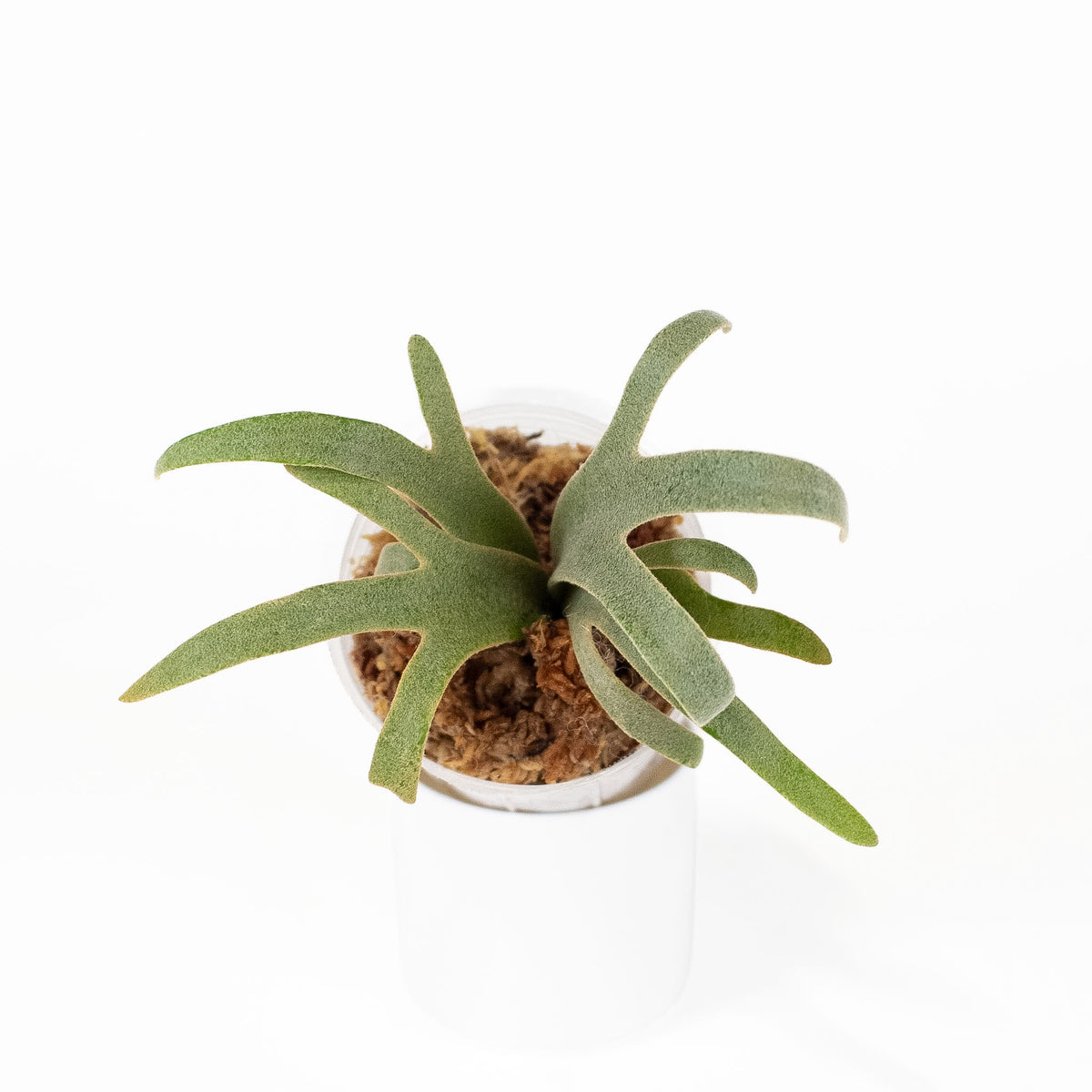 Platycerium spp. "Jenny" *Growers Choice*