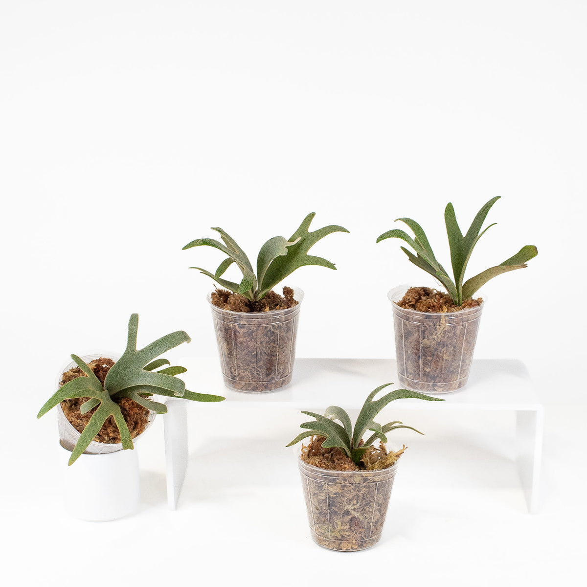 Platycerium spp. "Jenny" *Growers Choice*