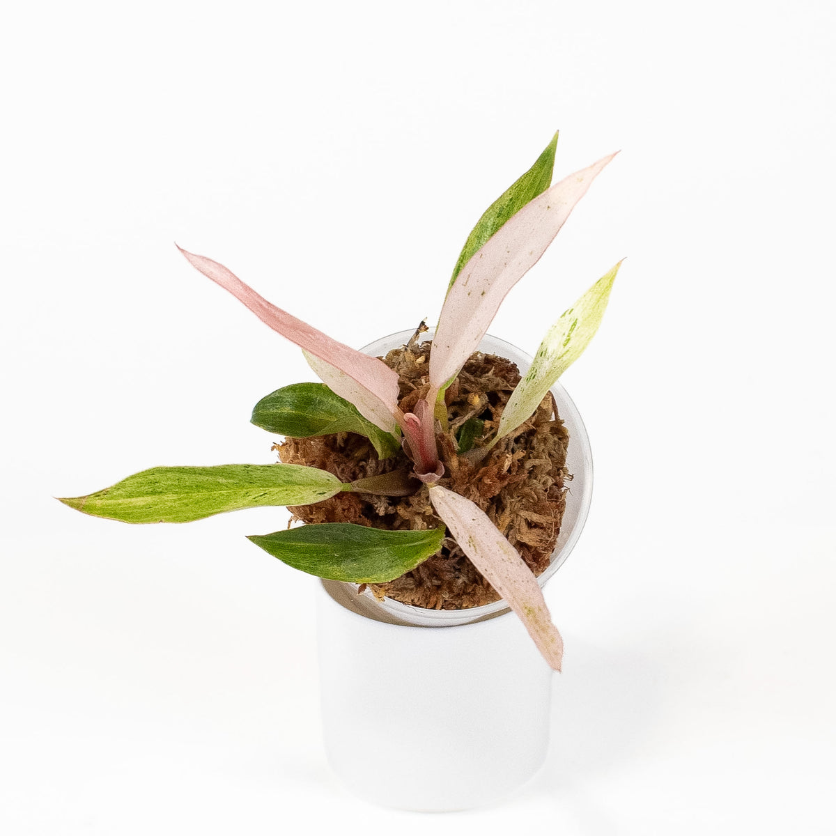 Philodendron 'Caramel Marble' Strawberry Variegated *Growers Choice*