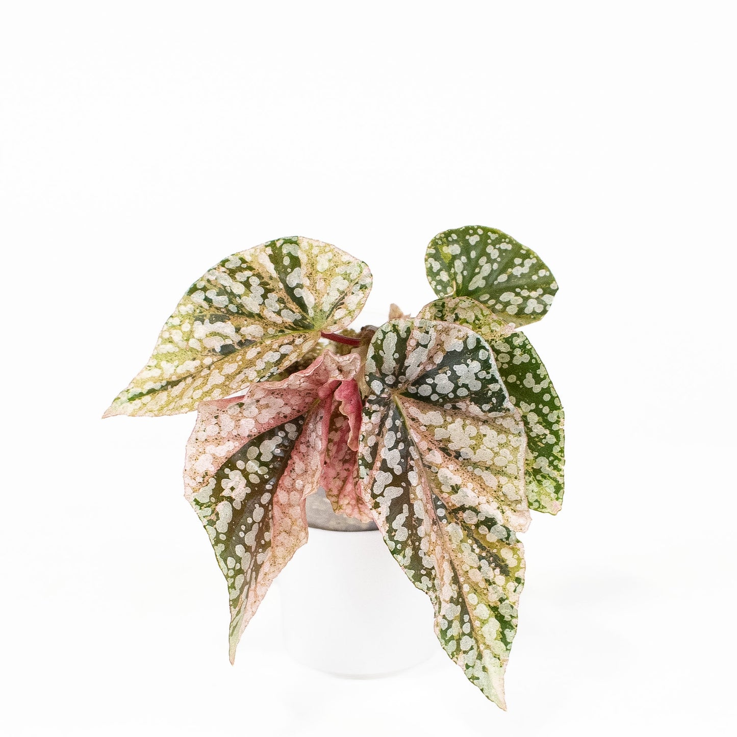 Begonia 'Snow Capped' Variegated *Growers Choice*